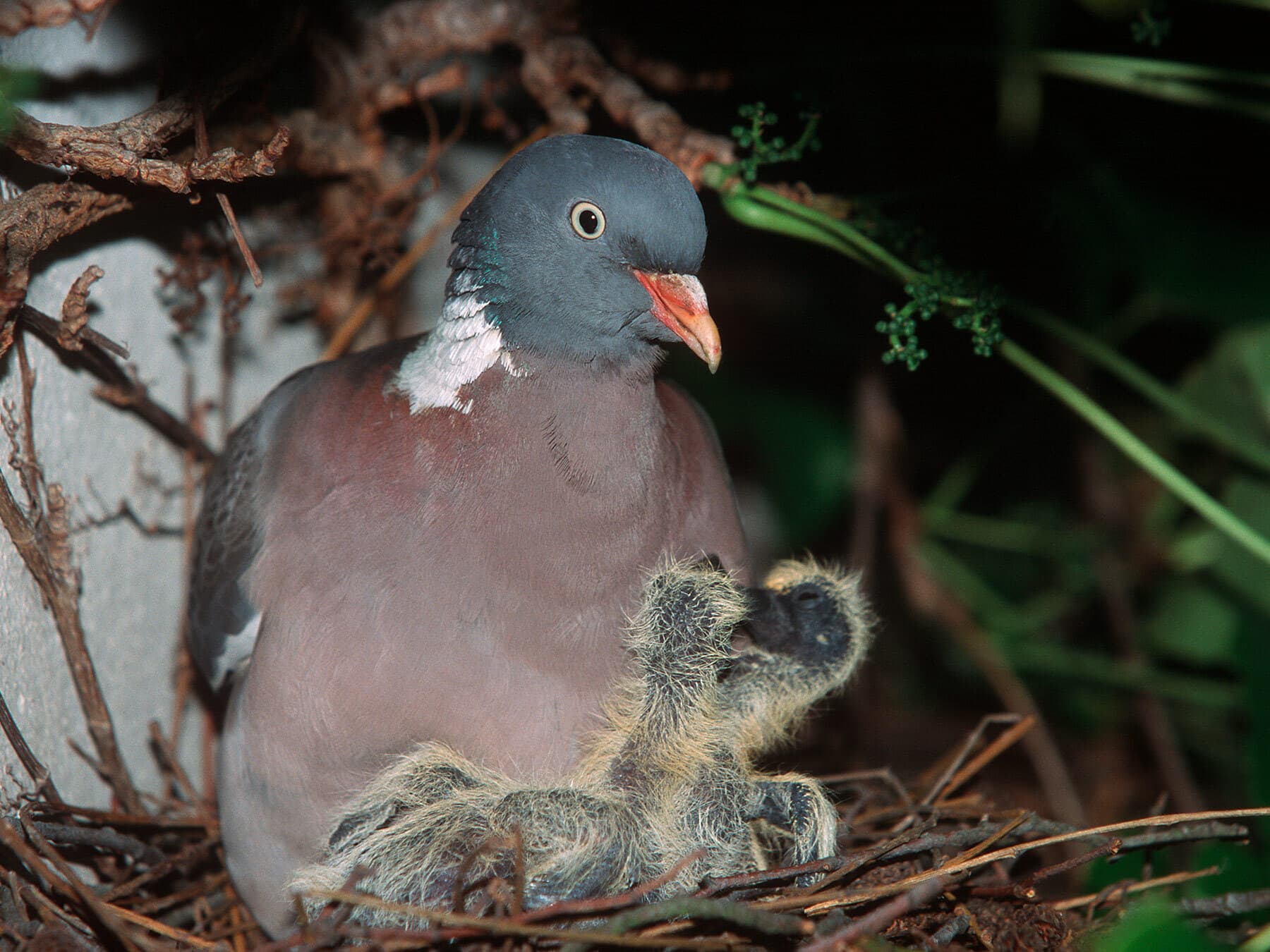 Wood pigeon with squabs