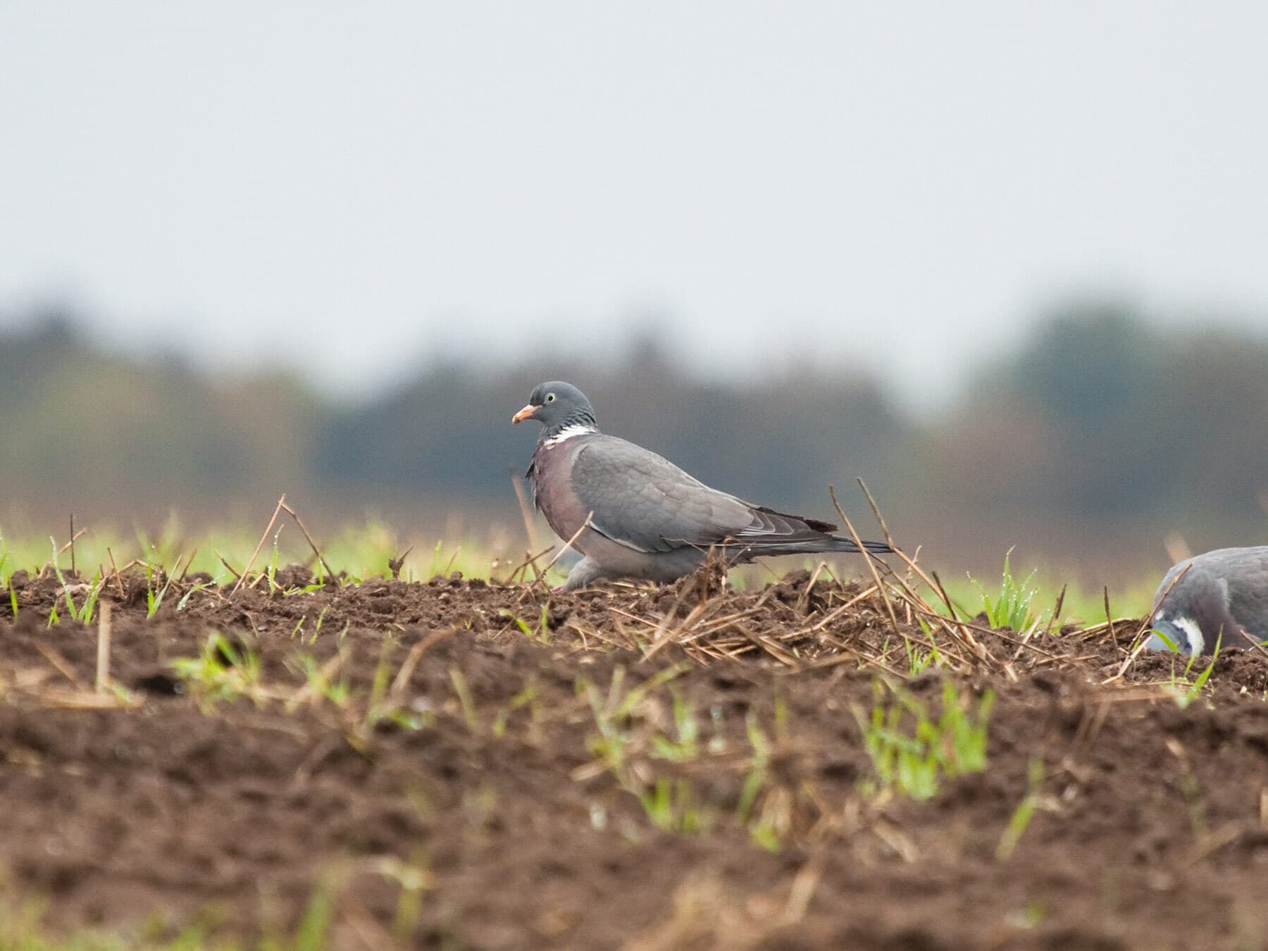 Wood pigeons in field