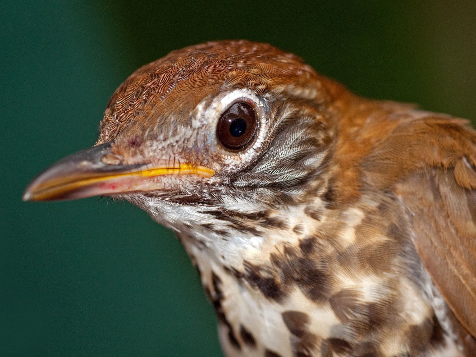 Wood thrush portrait