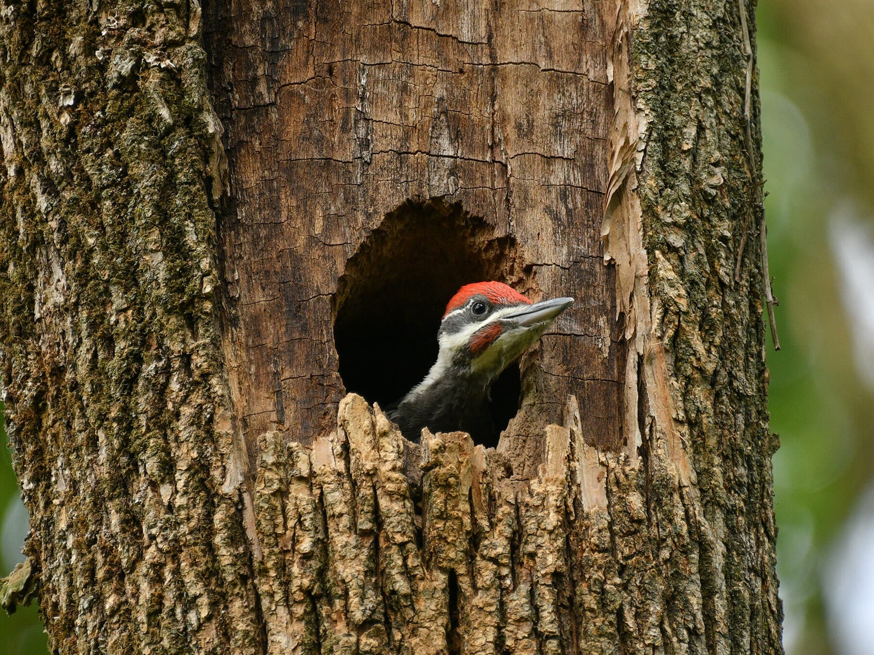 Woodpecker cavity nest