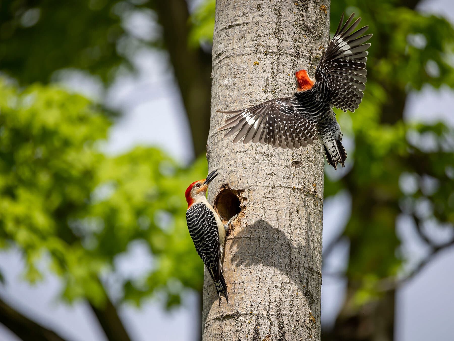 Woodpecker cavity sleeping
