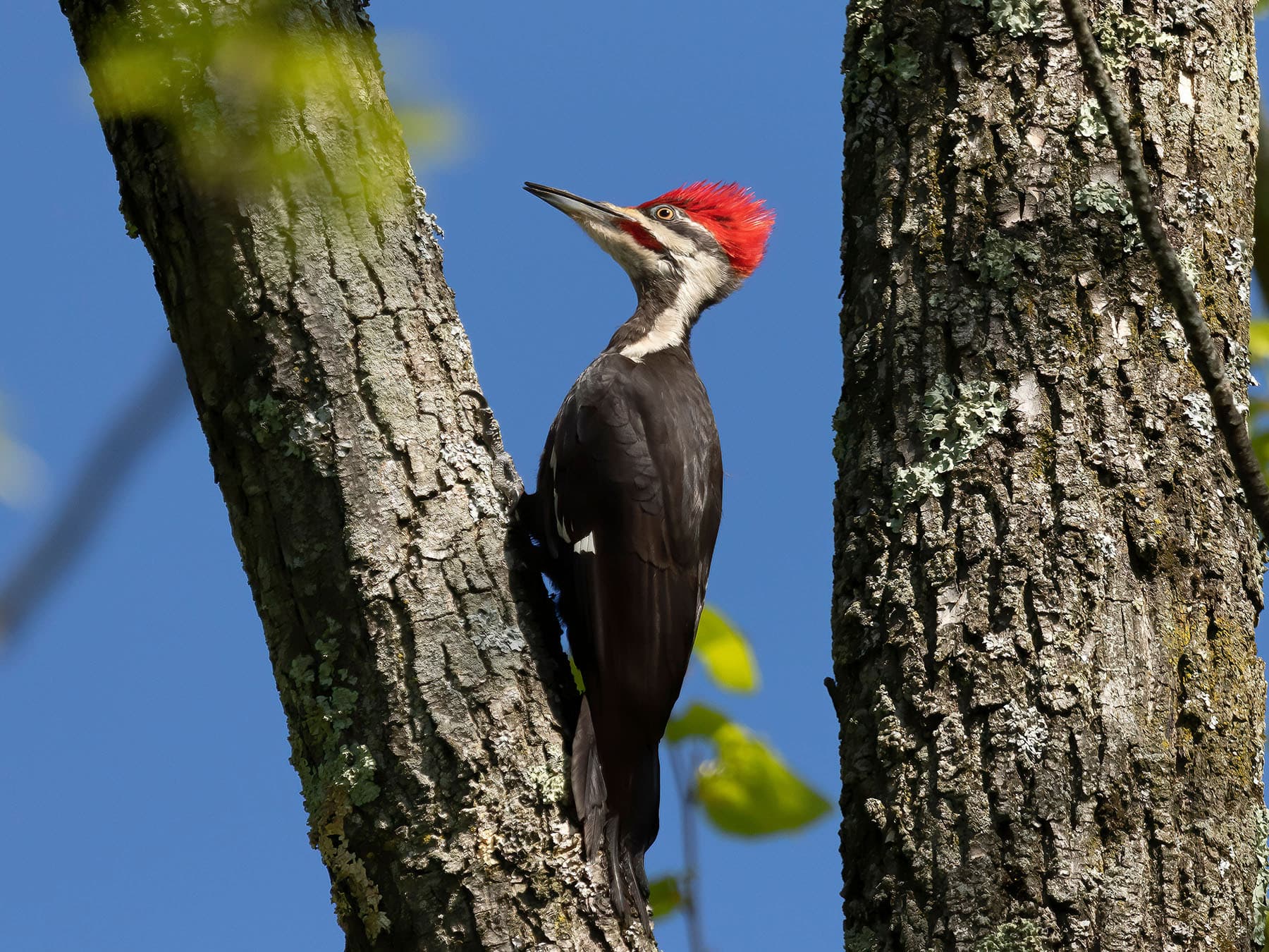 Woodpecker with red head