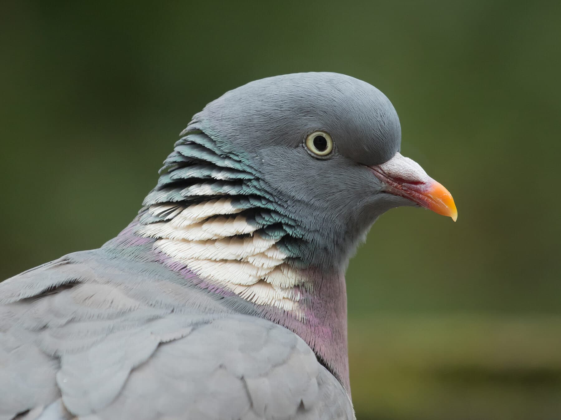 A Woodpigeon's neck patch close up: white beside a green and purple sheen
