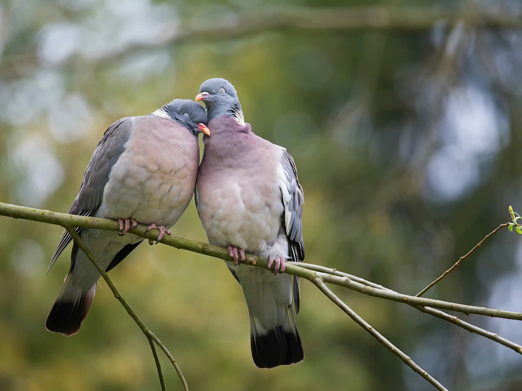 A pair of Woodpigeons perched close together, one resting its head against the other