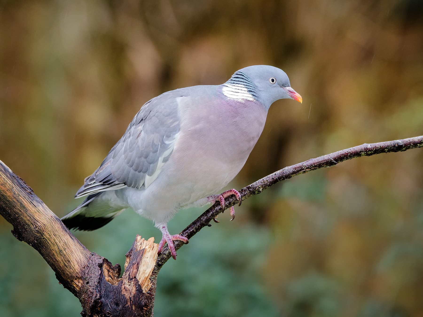 Woodpigeon