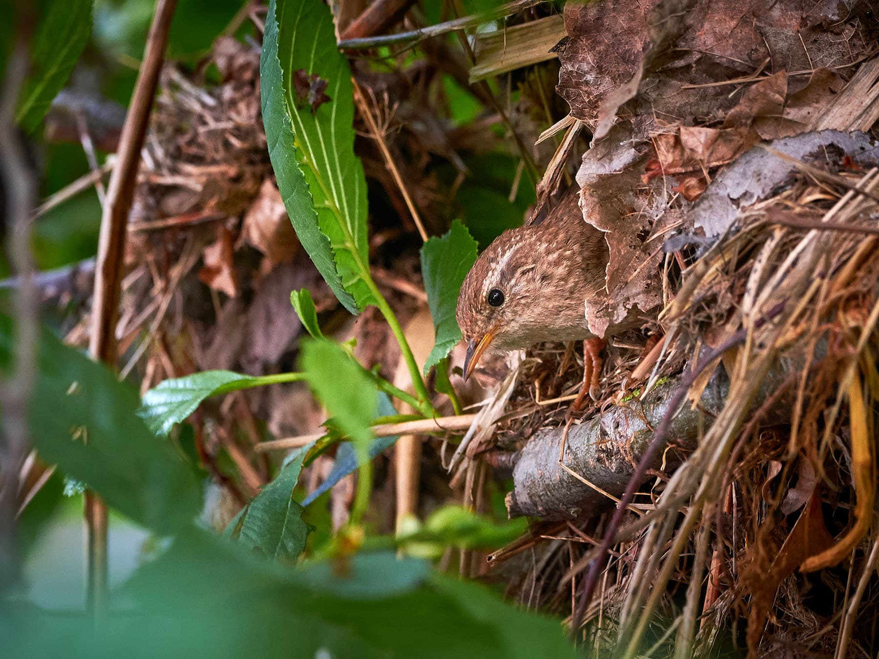 Wren nest