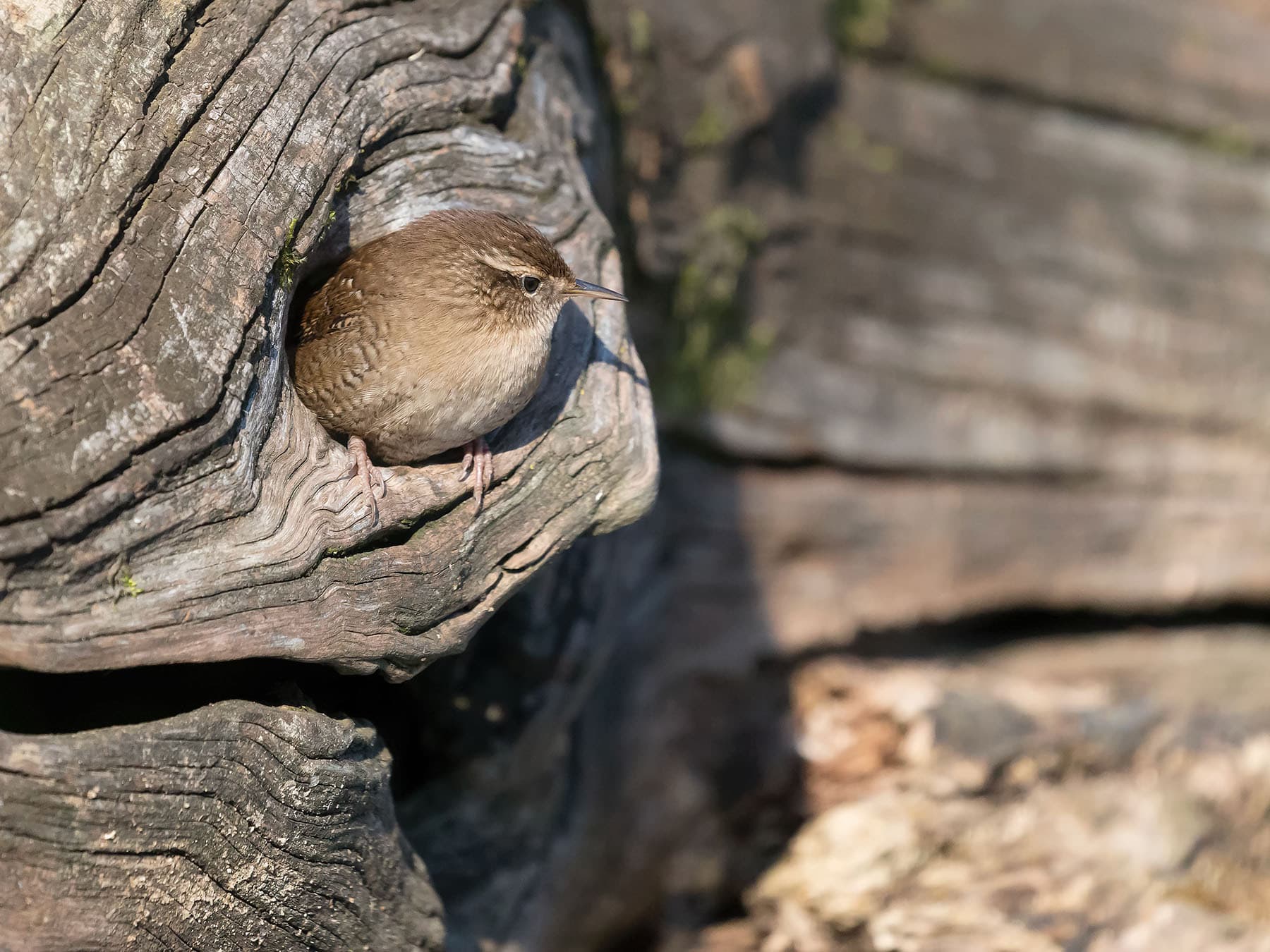 Wren nesting cavity