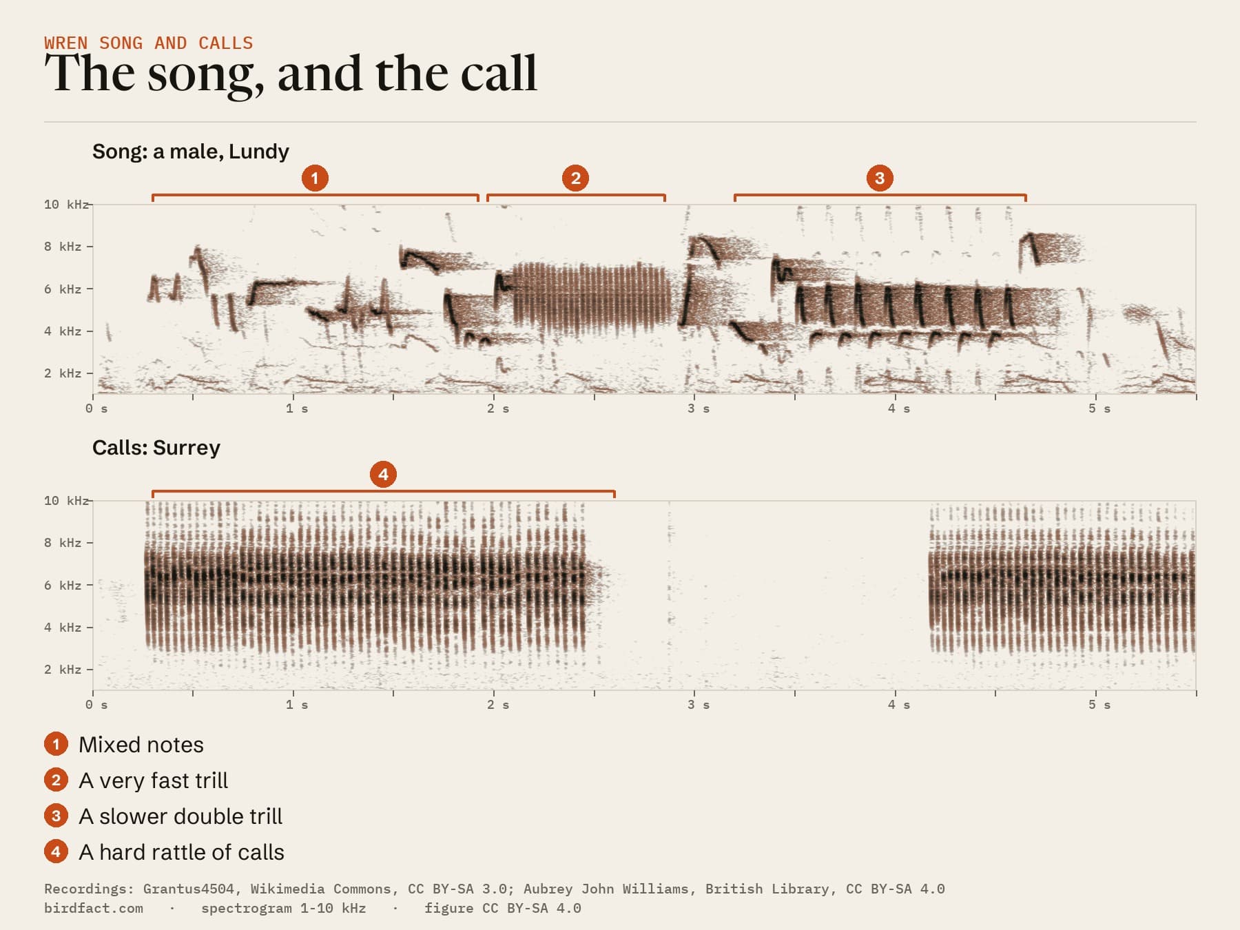 One of the Lundy songs above drawn as a spectrogram (pitch against time), above a Wren's calls from Surrey on the same time scale: the song has mixed notes, a very fast trill and a slower double trill; the calls are hard rattles