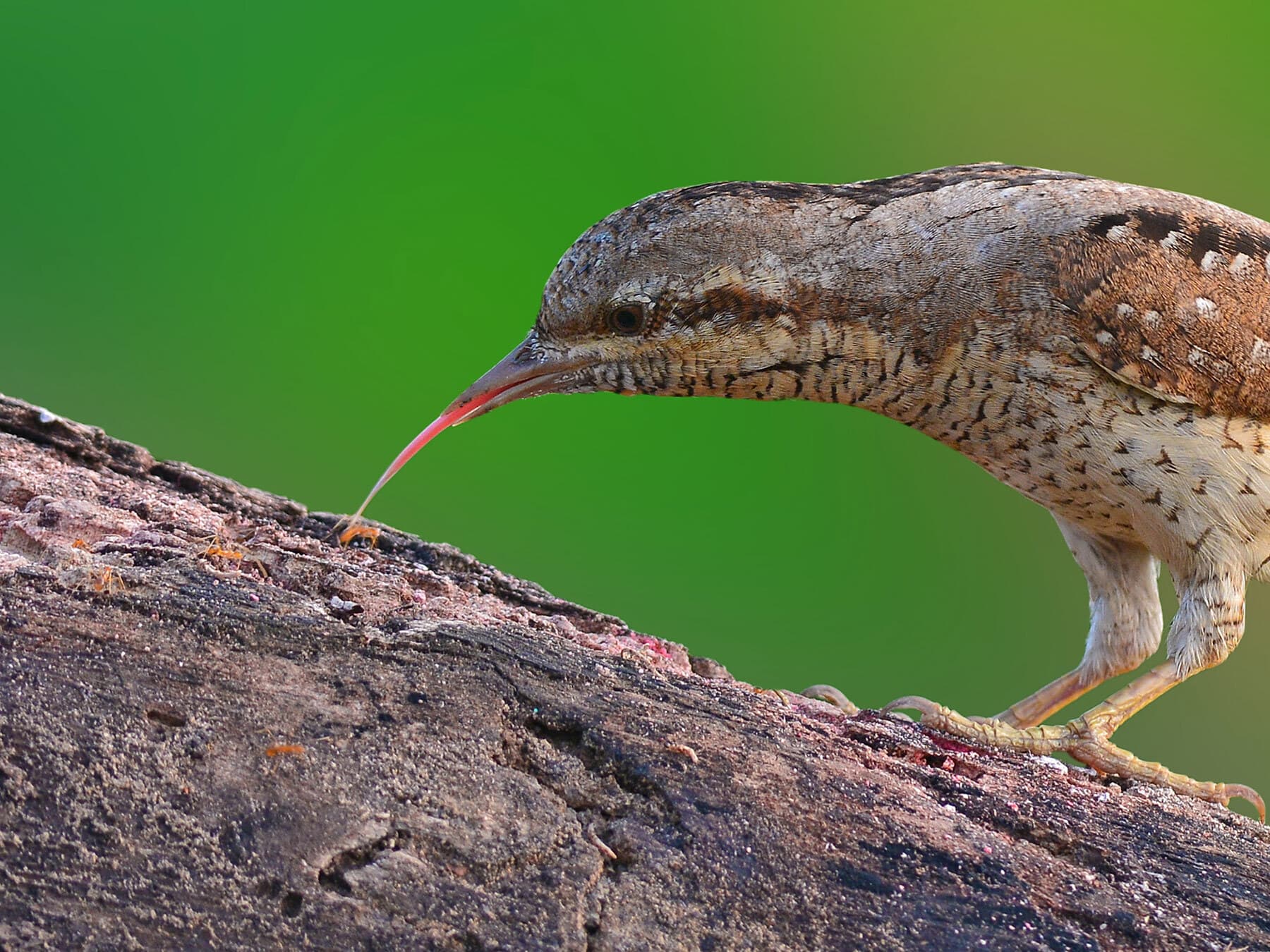 Wryneck eating ants