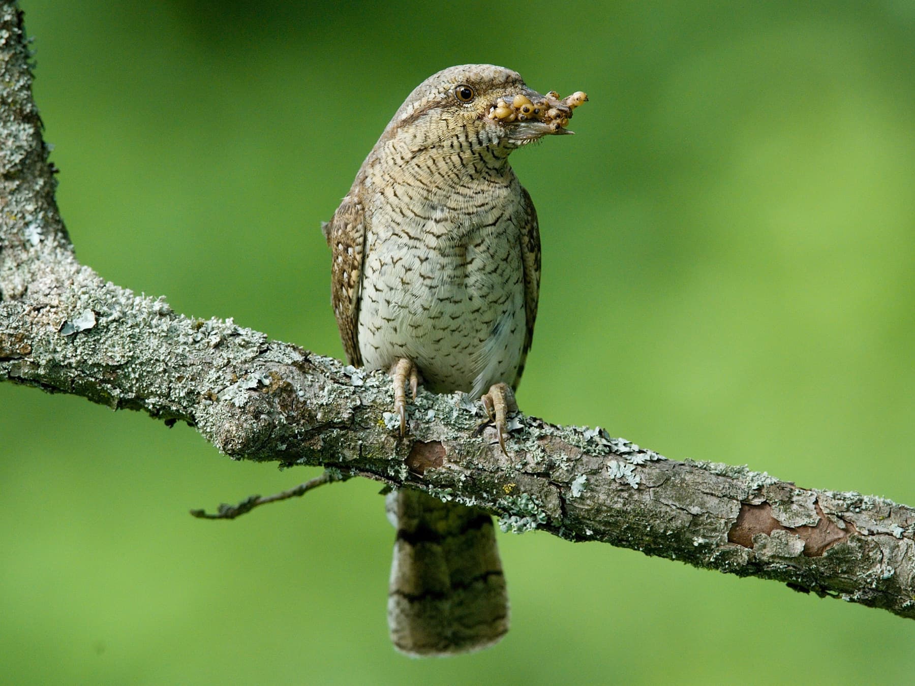 Wryneck with a beak full of larvae