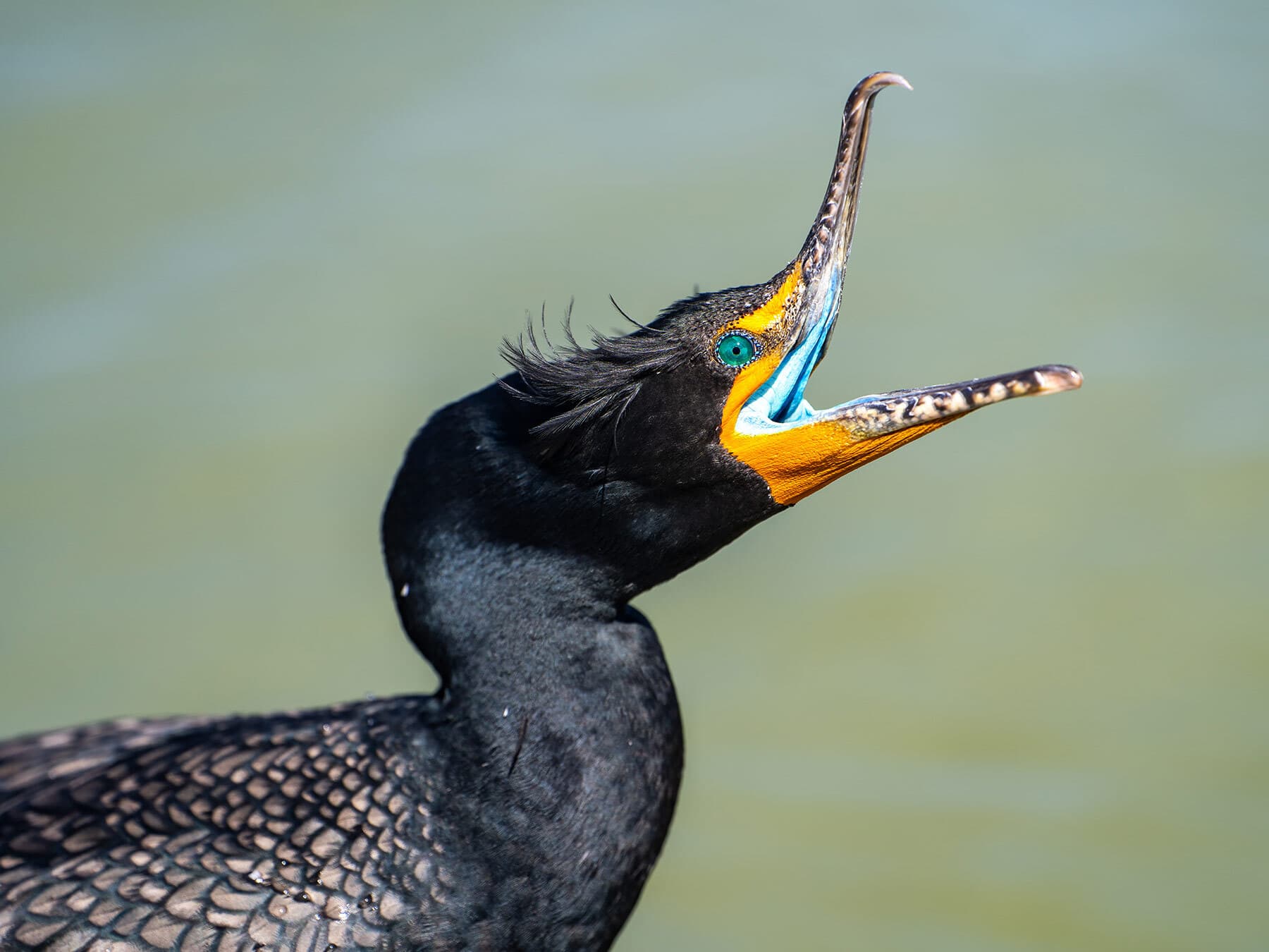 Yawning cormorant