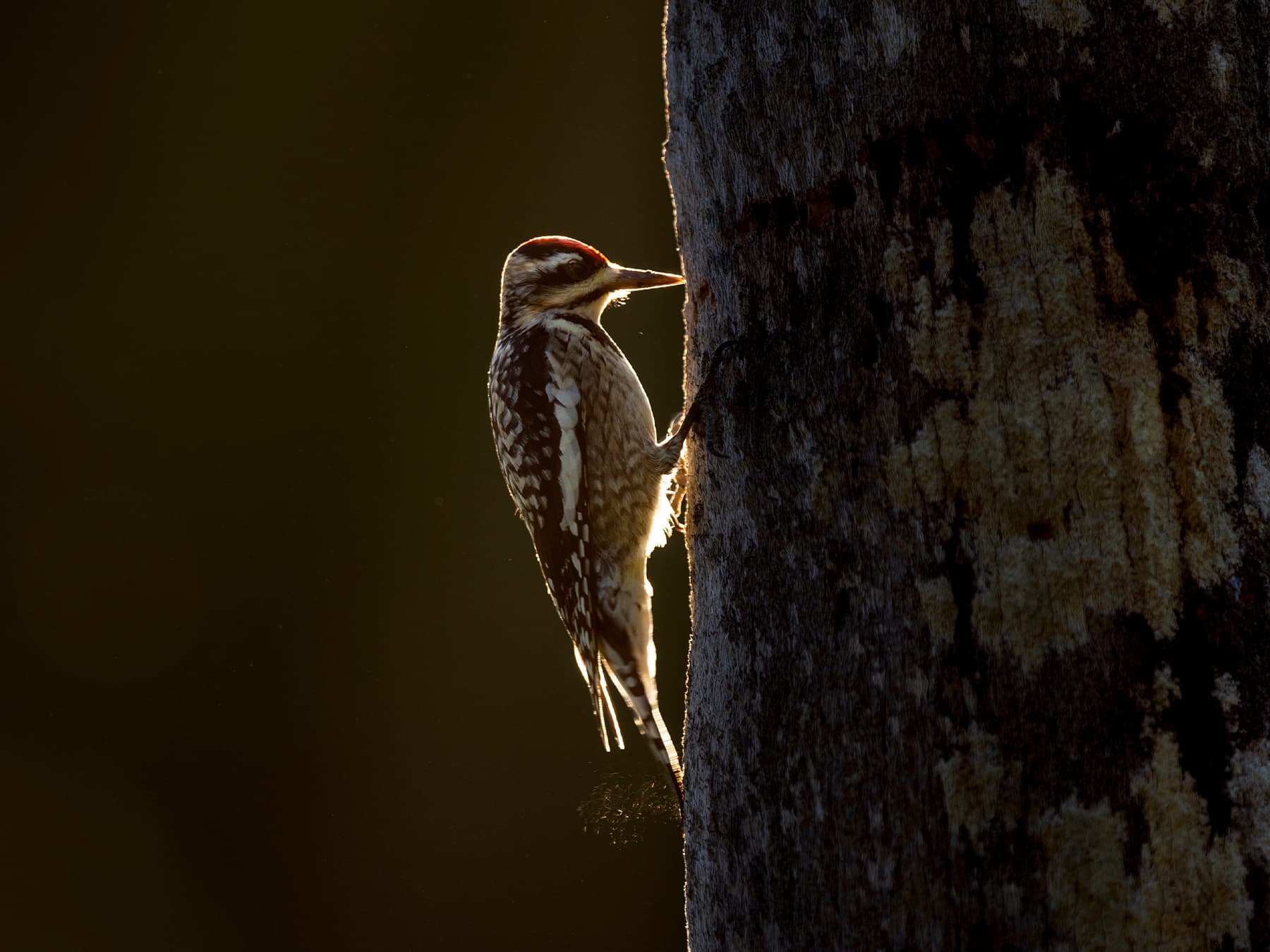 Yellow bellied sapsucker pecking on tree