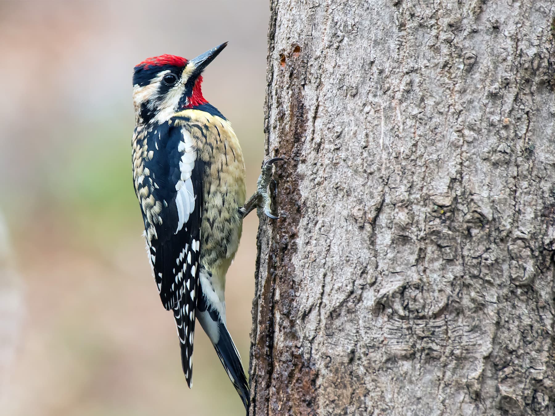 Yellow-bellied Sapsucker
