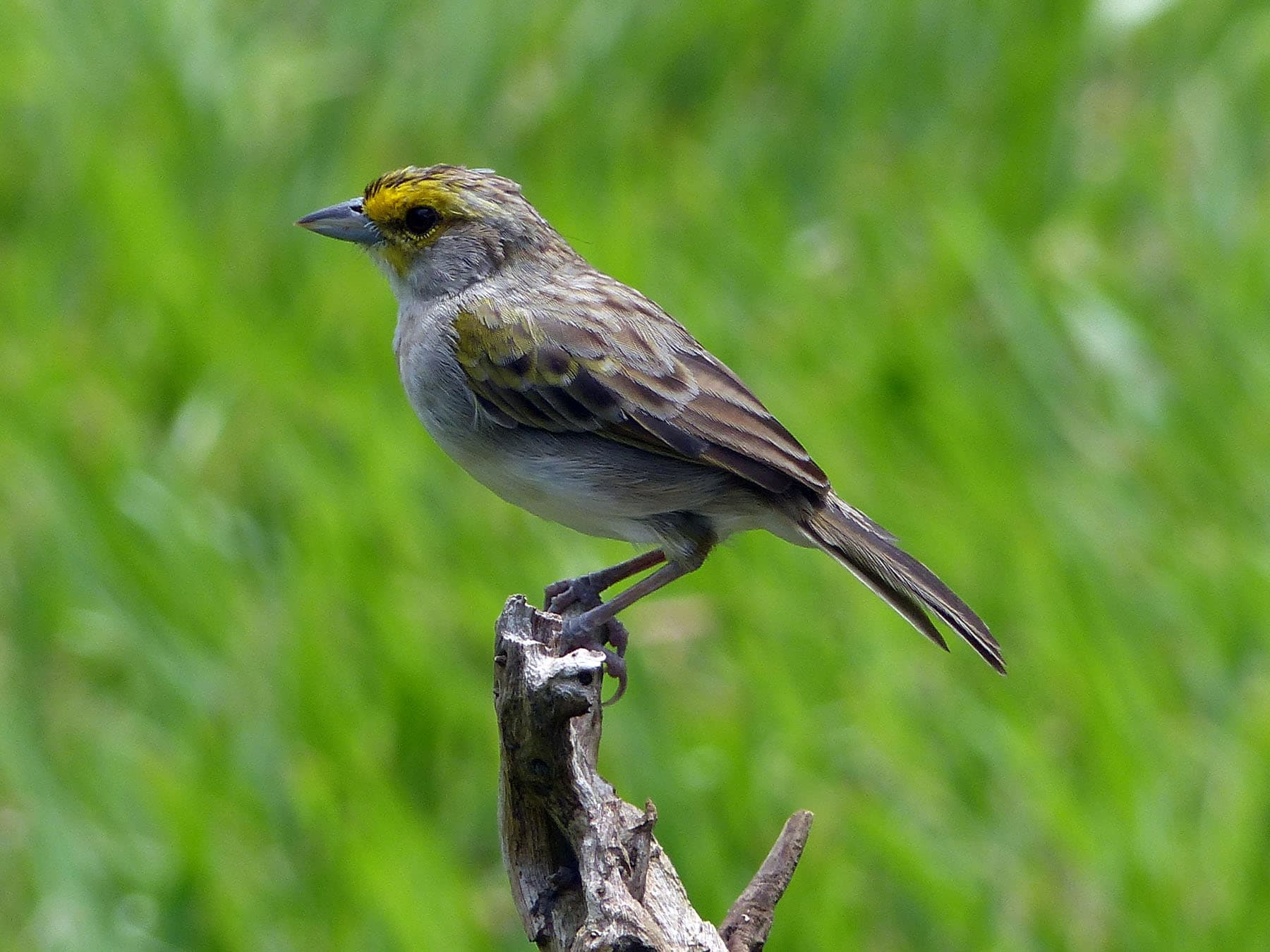 Yellow-browed Sparrow