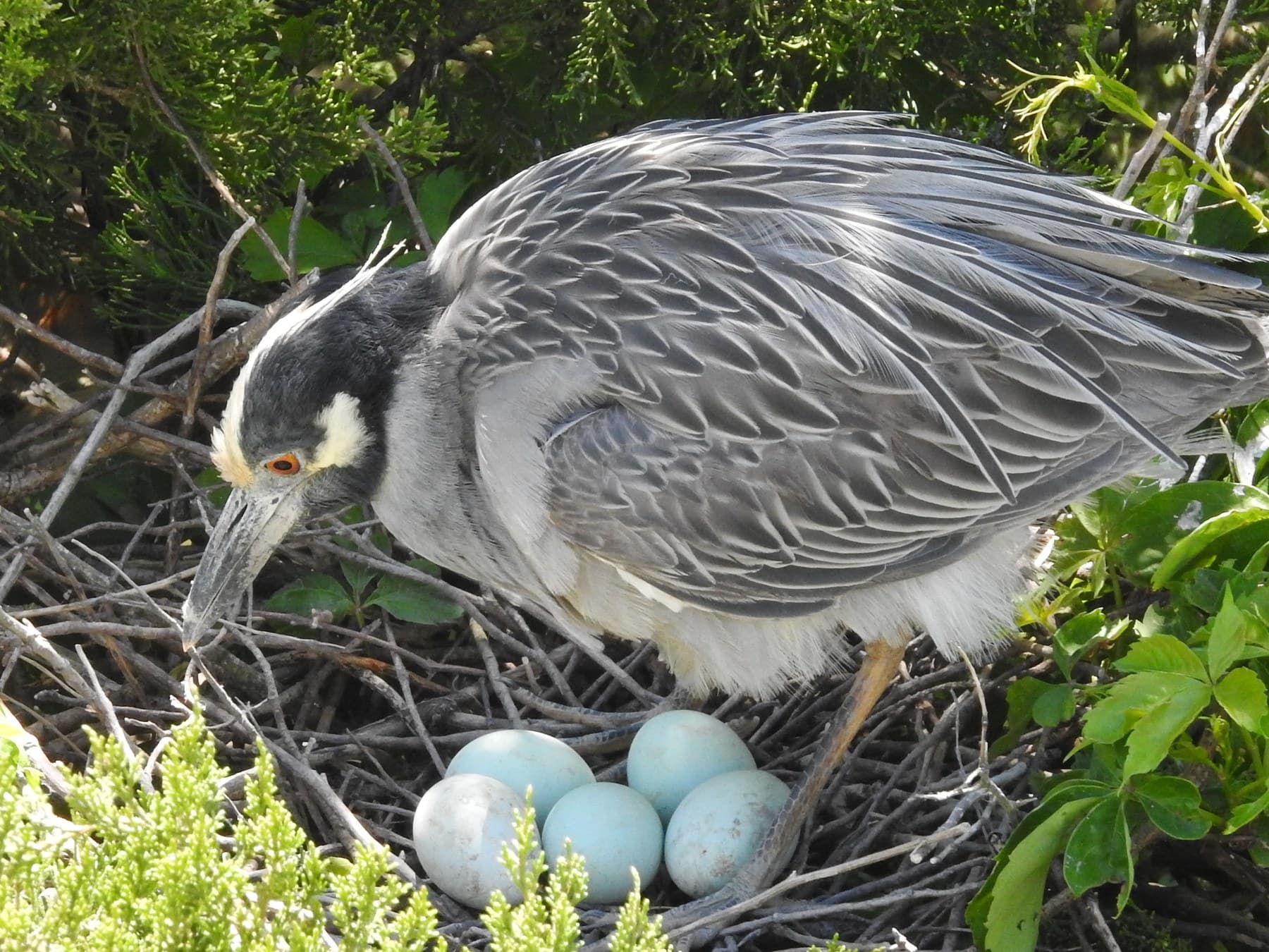 An adult at its stick nest with four pale bluish-green eggs