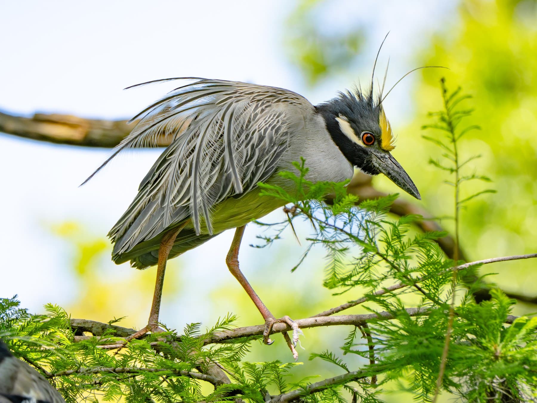 A breeding adult with its plumes raised, its forehead yellow and its legs pink