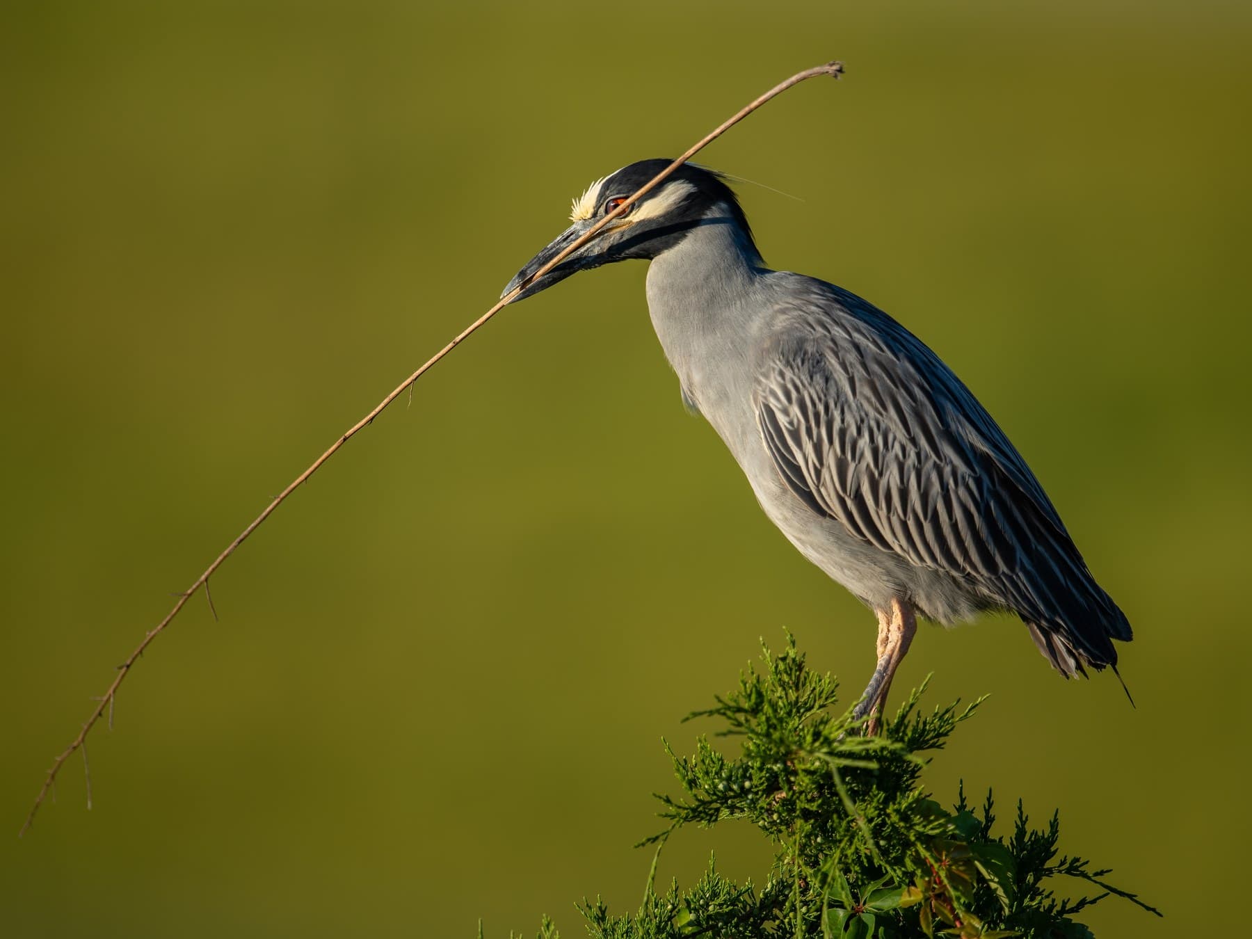 Nest building: an adult carrying a long twig, its legs pinkish for courtship