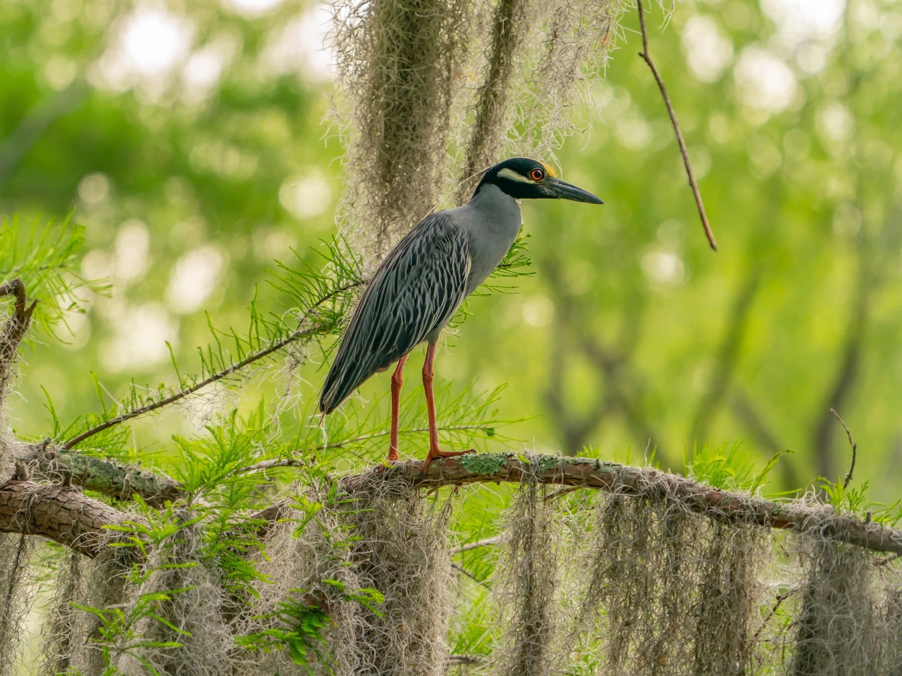 An adult in a Louisiana cypress swamp, its legs turned red for the breeding season