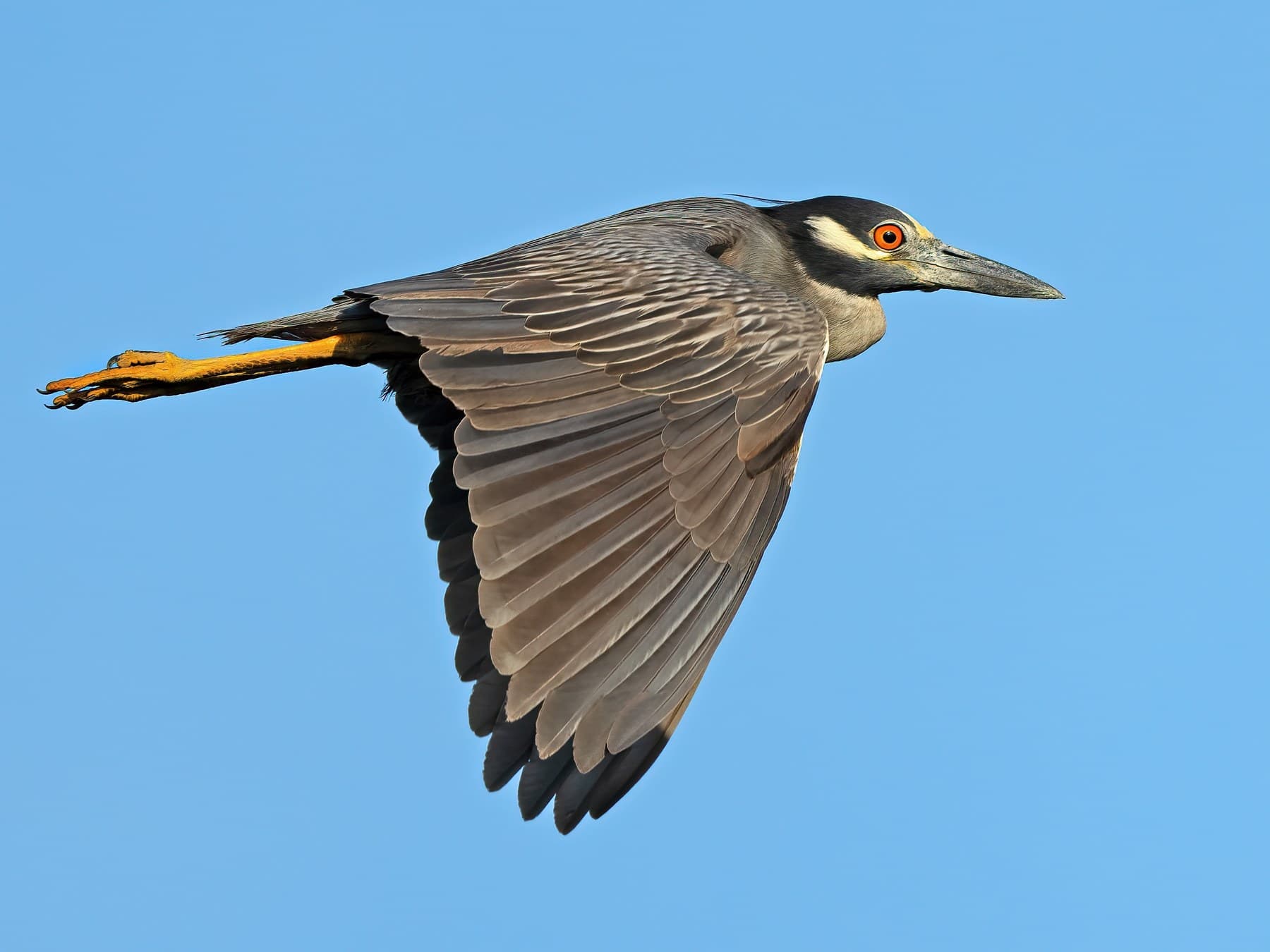 In flight: neck drawn in and the feet trailing well past the tail