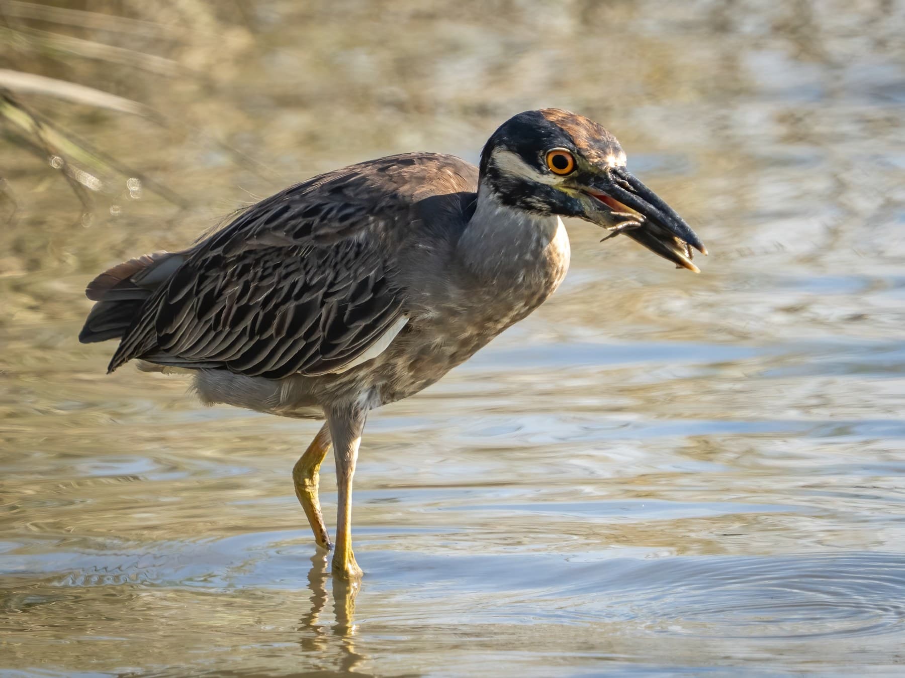 An immature bird, probably in its second year, with a dull version of the adult face, holding a crab