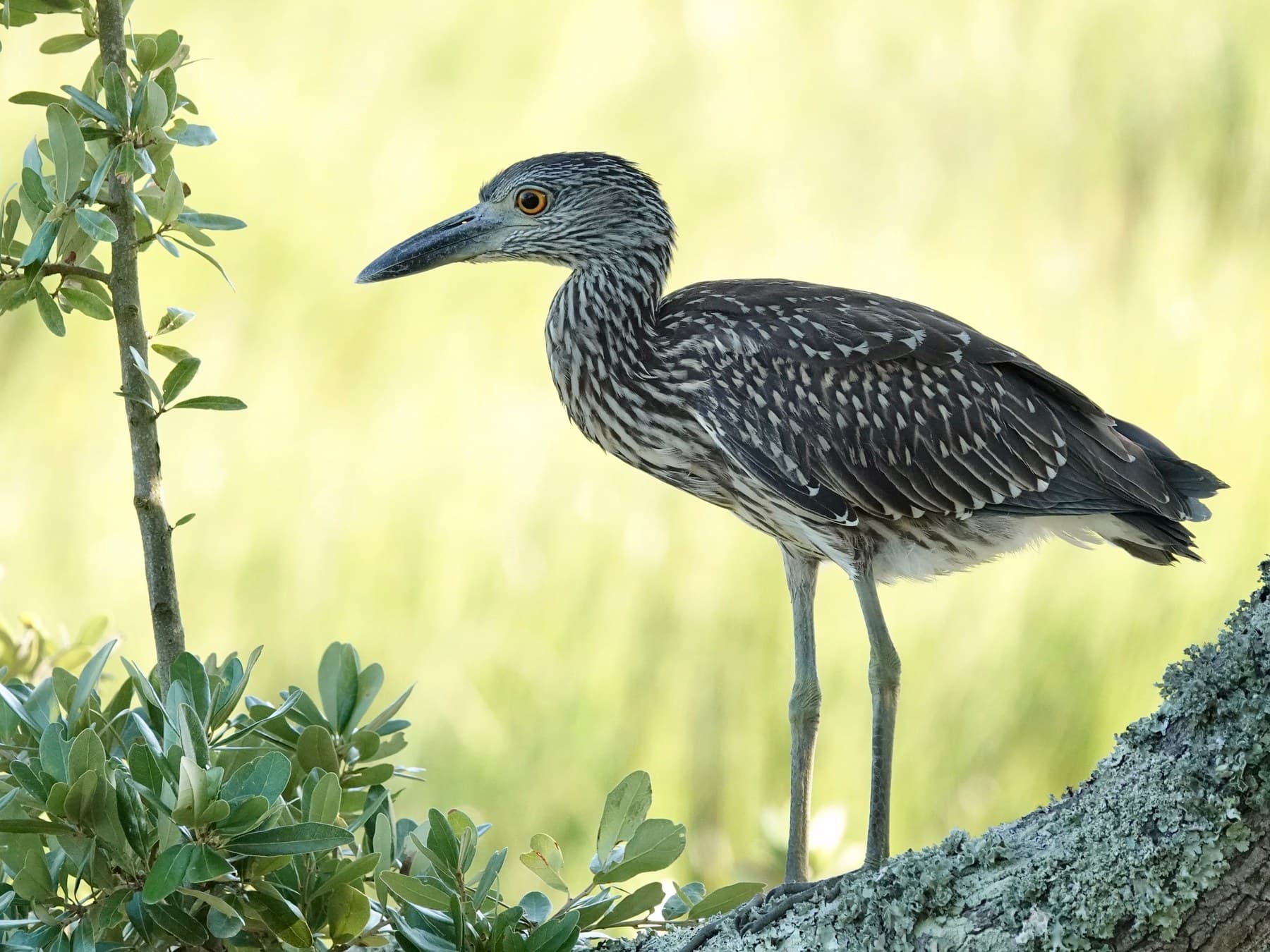 A juvenile: brown with fine pale spots, a streaked neck, a stout dark bill and long legs