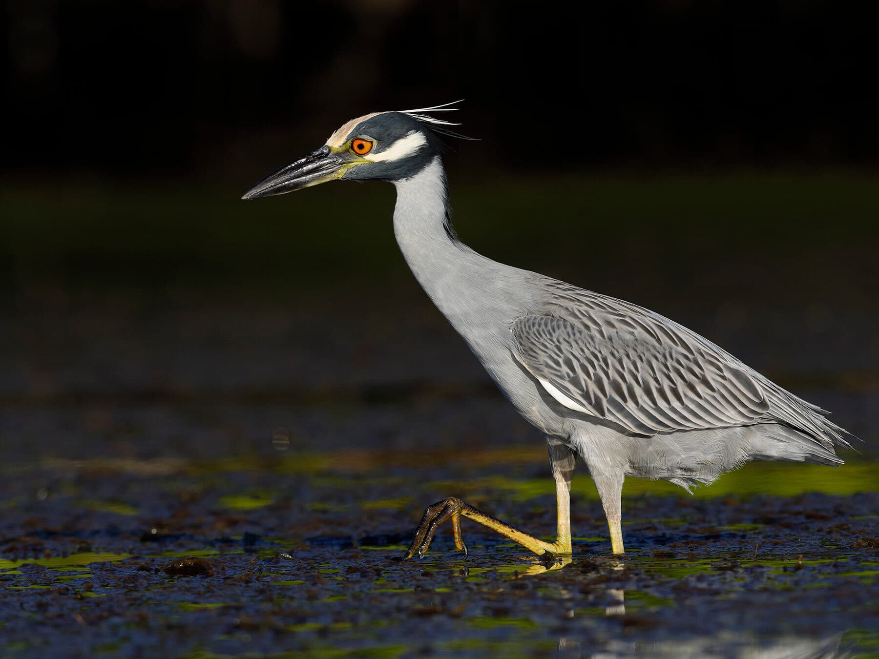 Yellow crowned night heron
