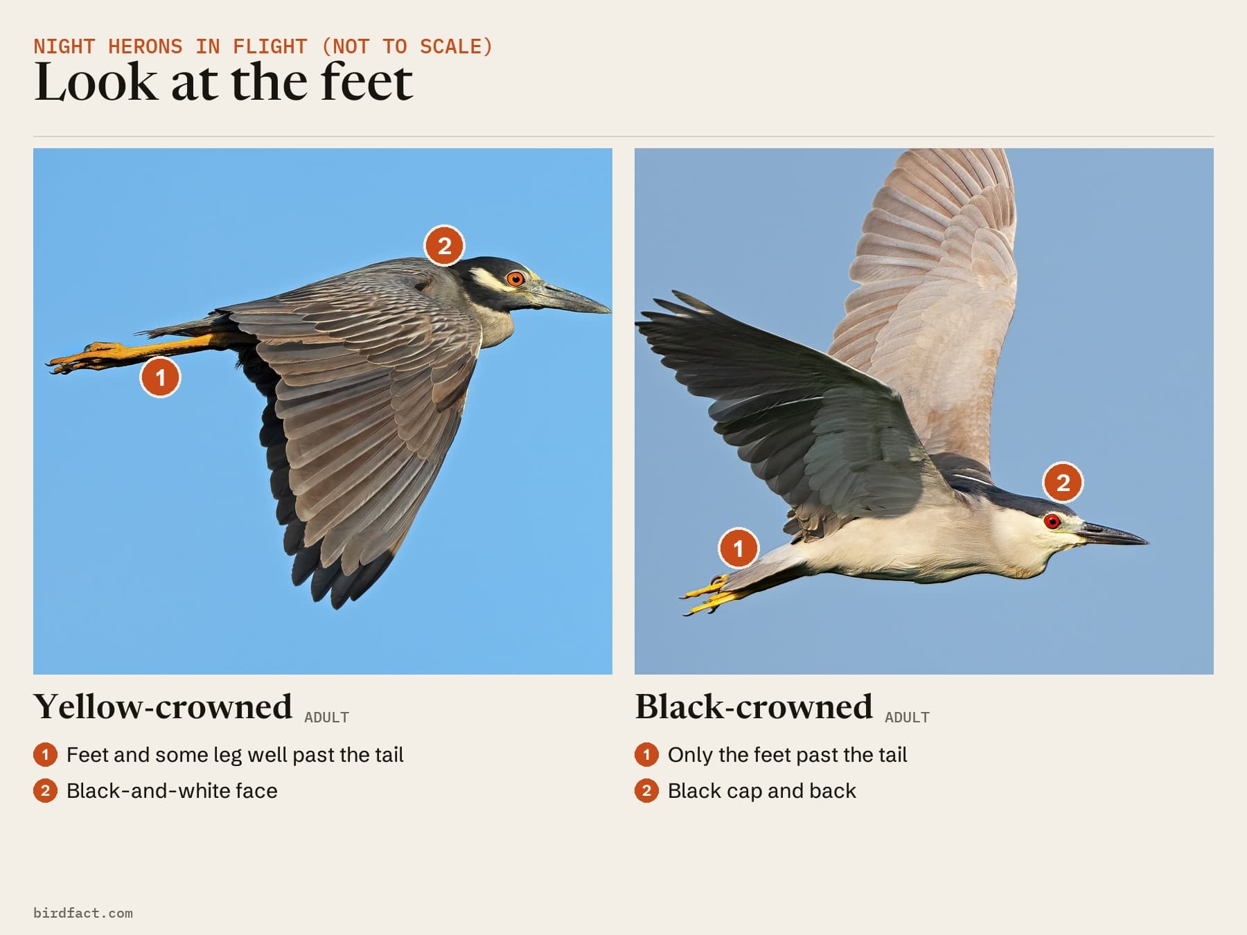 Adults in flight (not to scale): the Yellow-crowned's feet and legs trail well past the tail; the Black-crowned shows only its feet