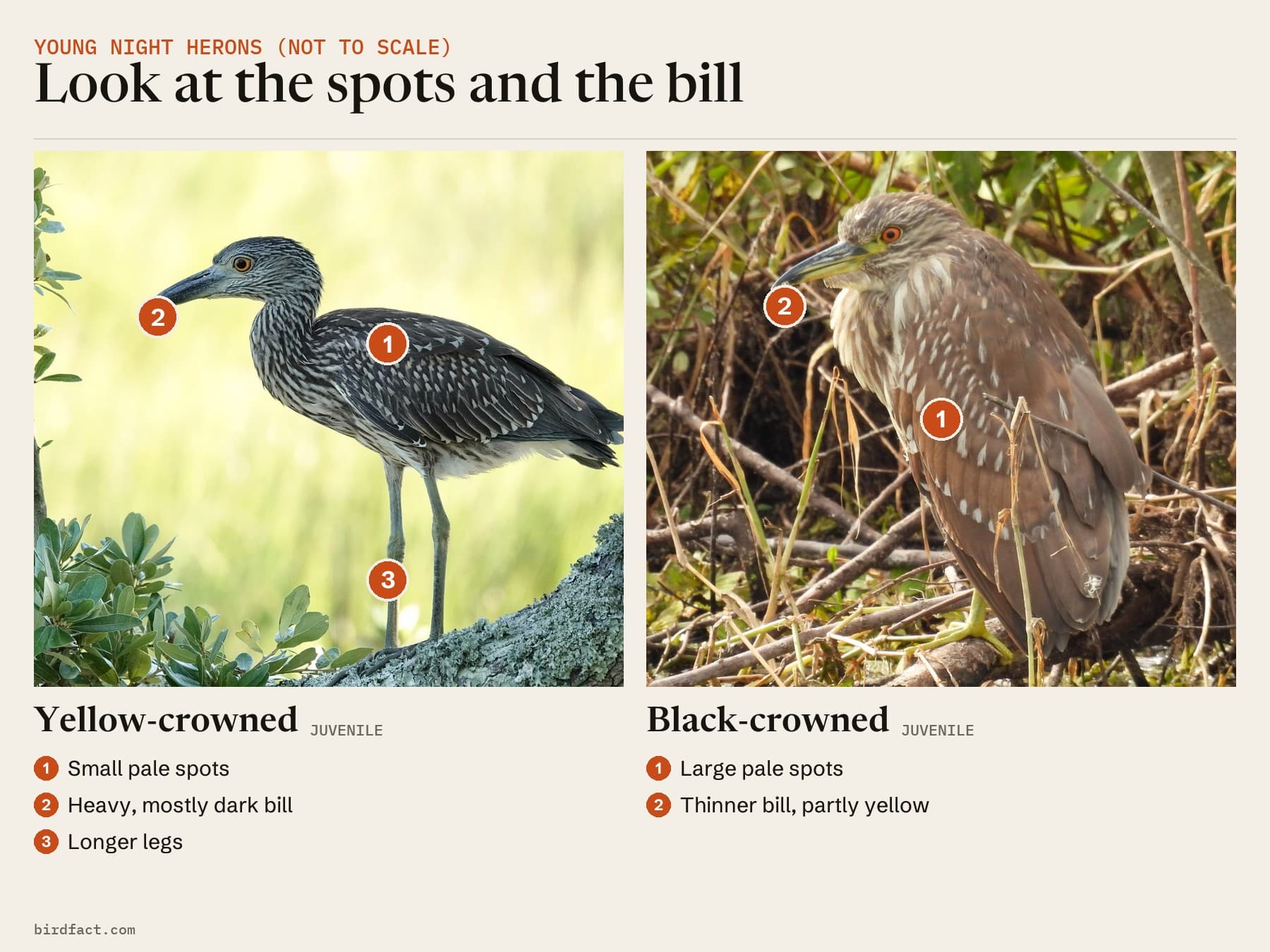 Comparison card, not to scale: a juvenile Yellow-crowned Night Heron on the left and a juvenile Black-crowned Night Heron on the right, headed 'Look at the spots and the bill'. Yellow-crowned: small pale spots; a heavy, mostly dark bill; longer legs. Black-crowned: large pale spots; a thinner bill, partly yellow.