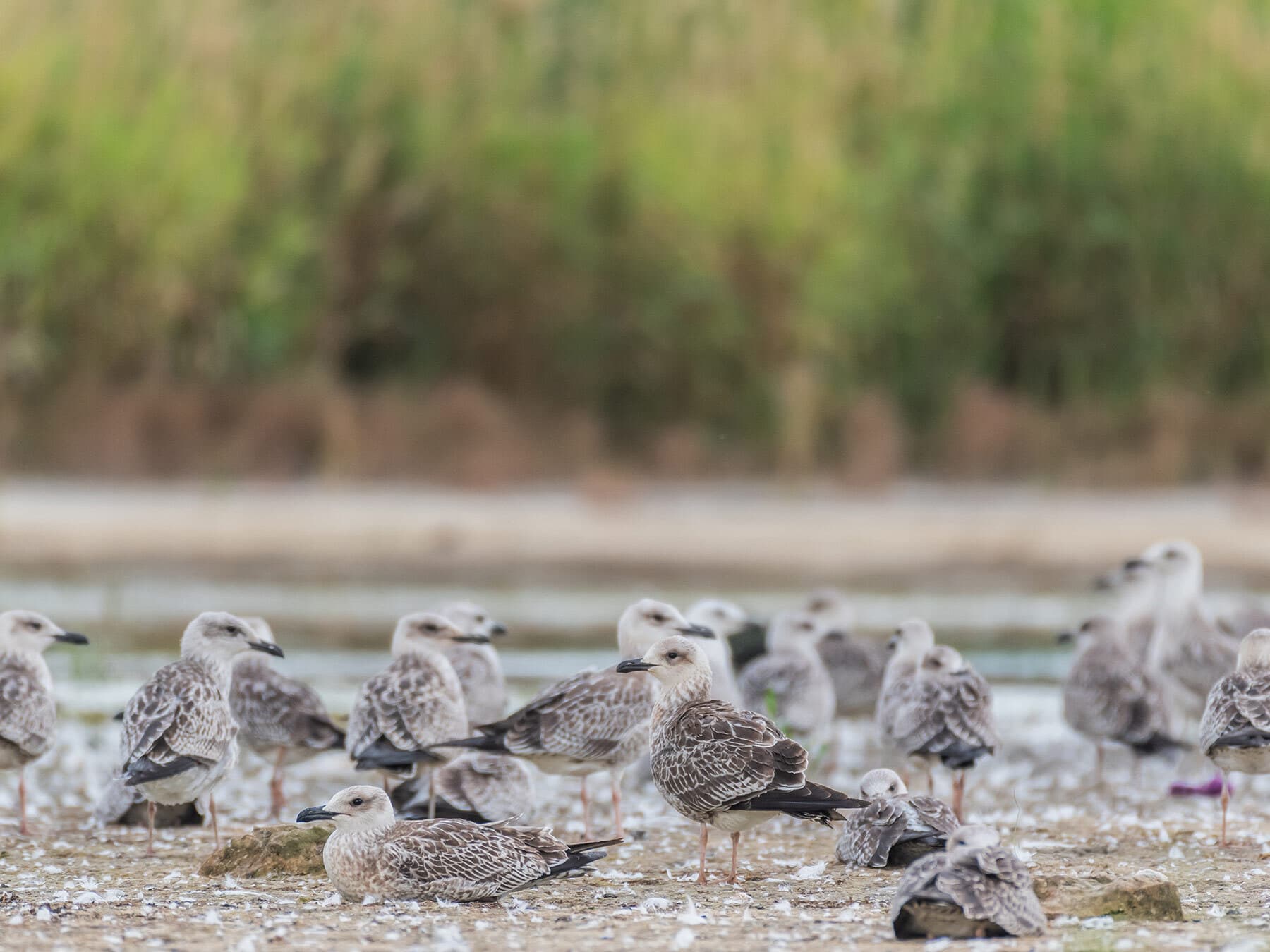 Yellow legged gulls