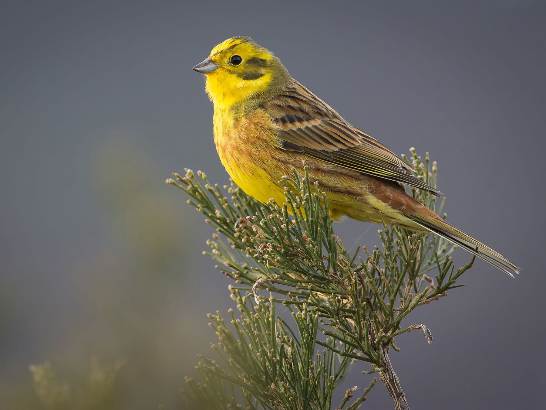 Yellowhammer perched at the top of a tree