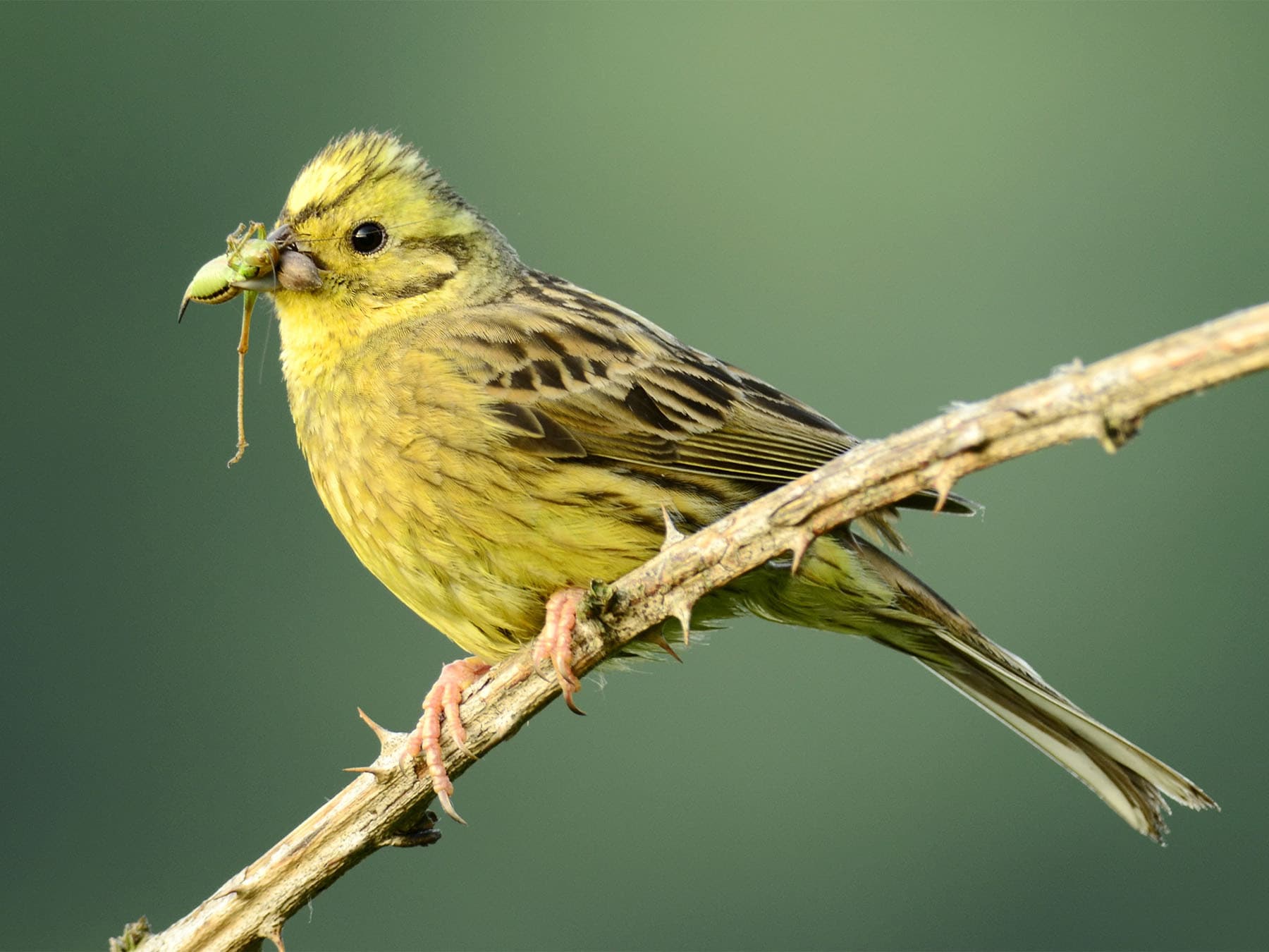 Yellowhammer perched on branch eating seeds