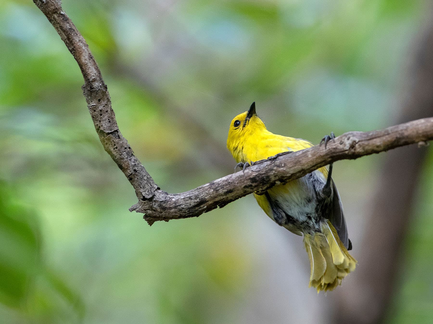 Yellowhead perching on a branch