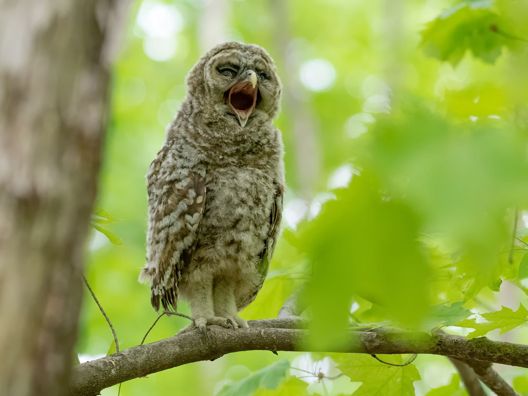 Young barred owl legs