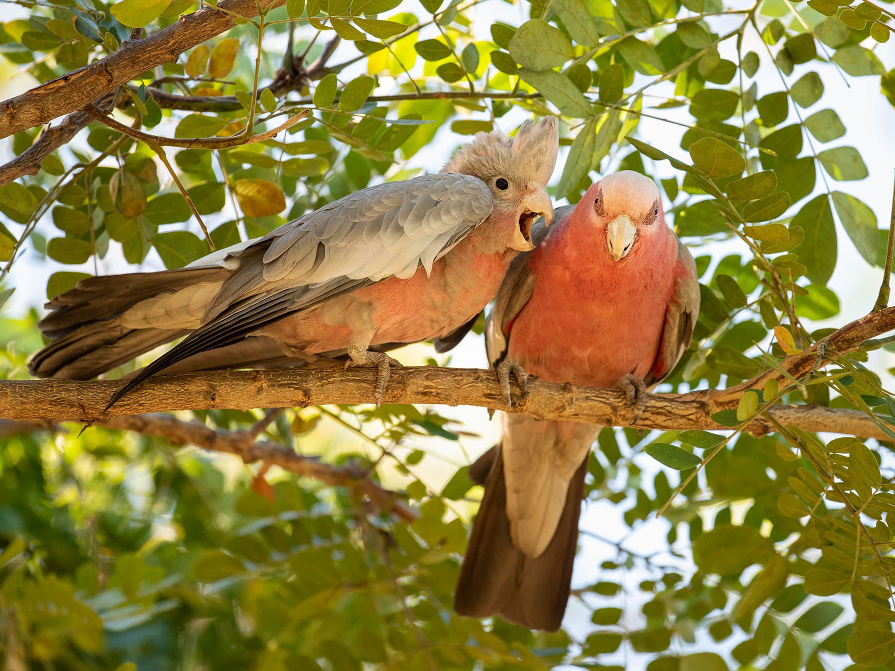 Young galah chick