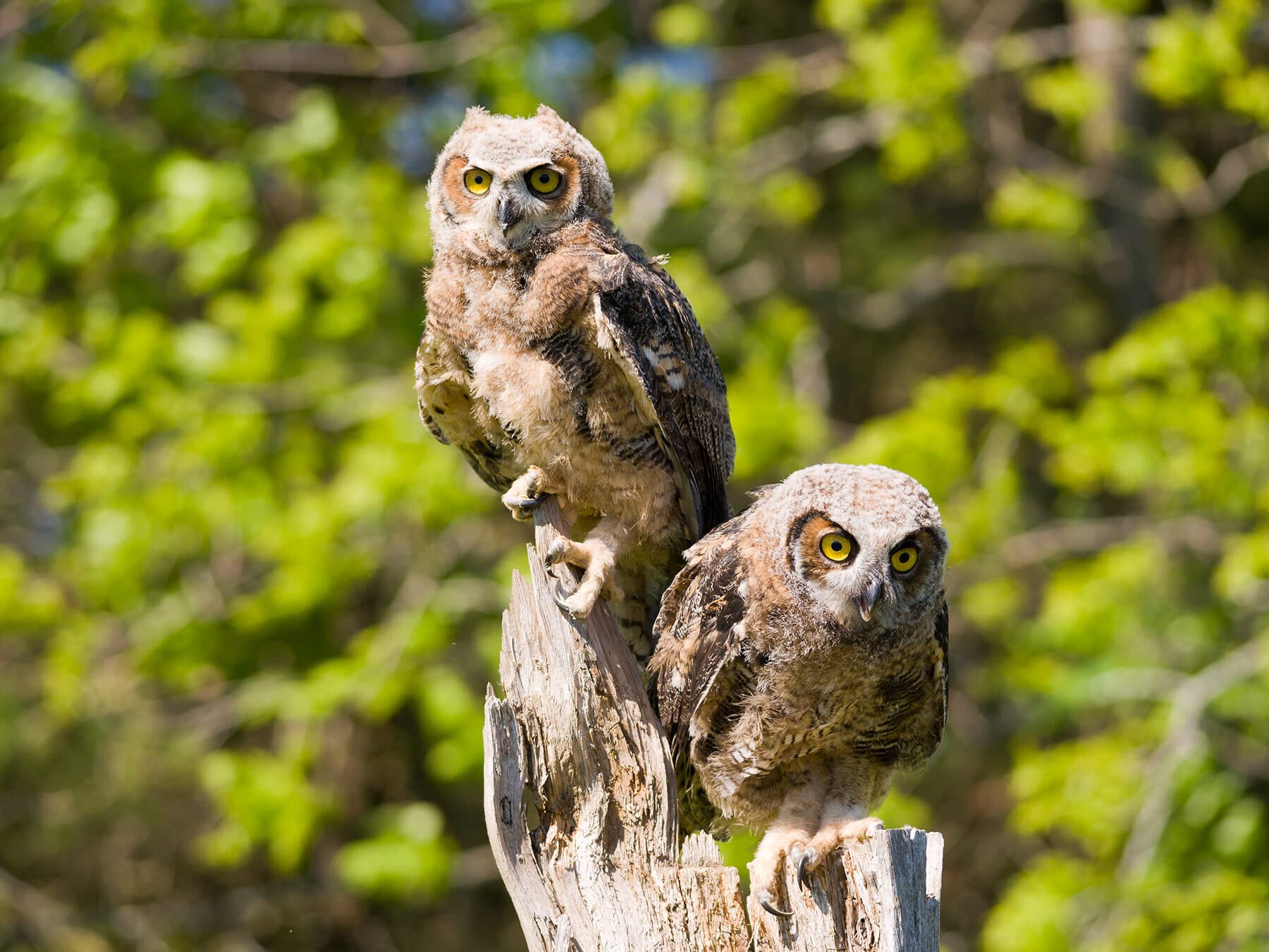 Young great horned owls