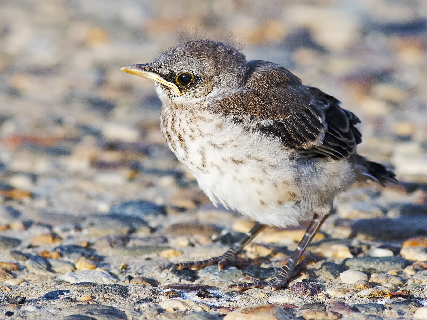 Northern Mockingbird fledgling