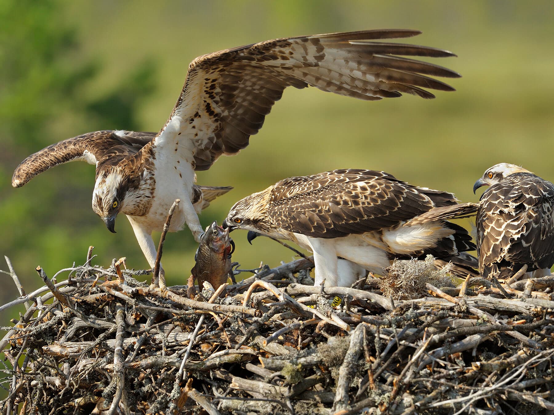 Young ospreys in nest