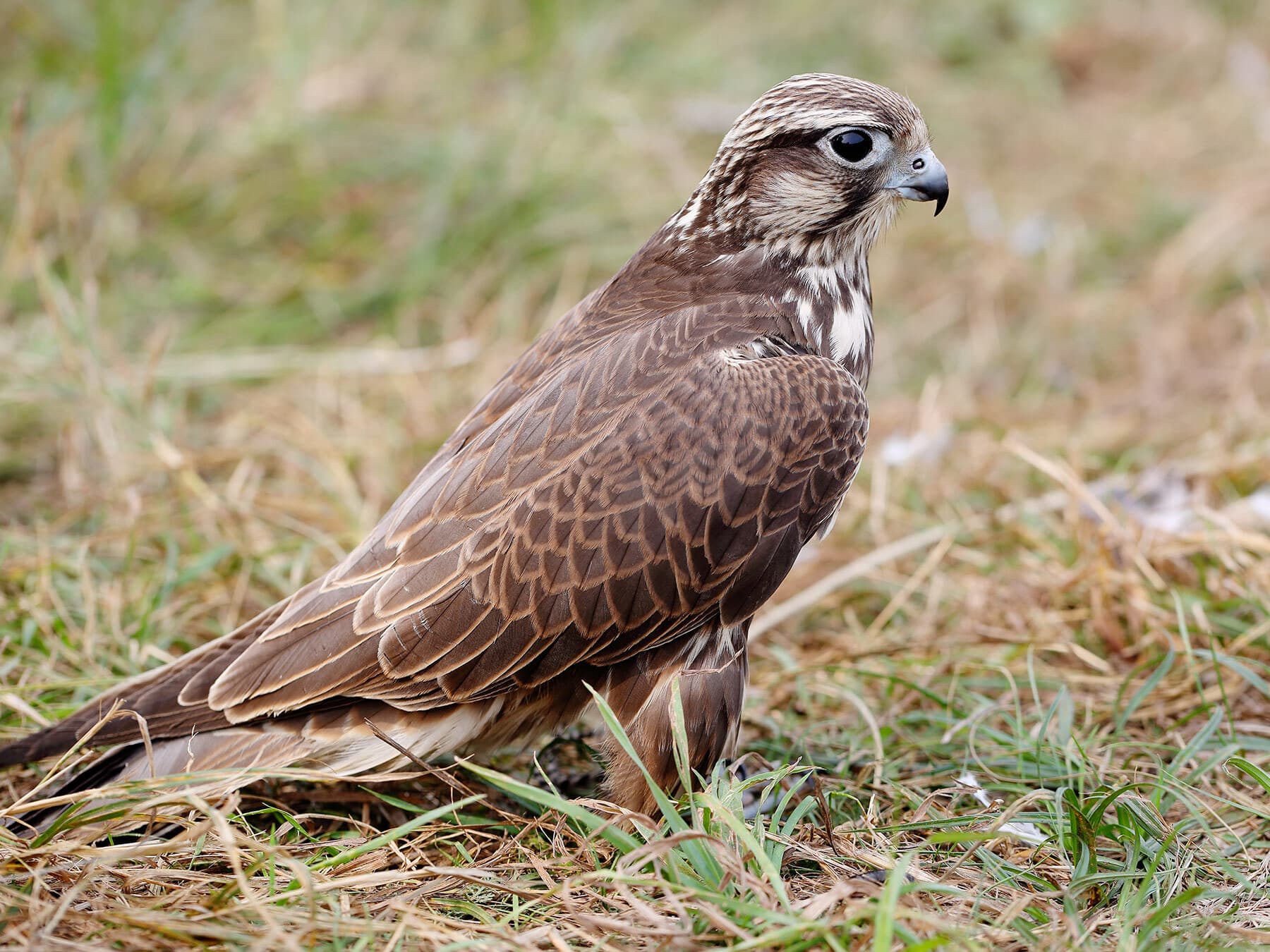 Young peregrine falcon