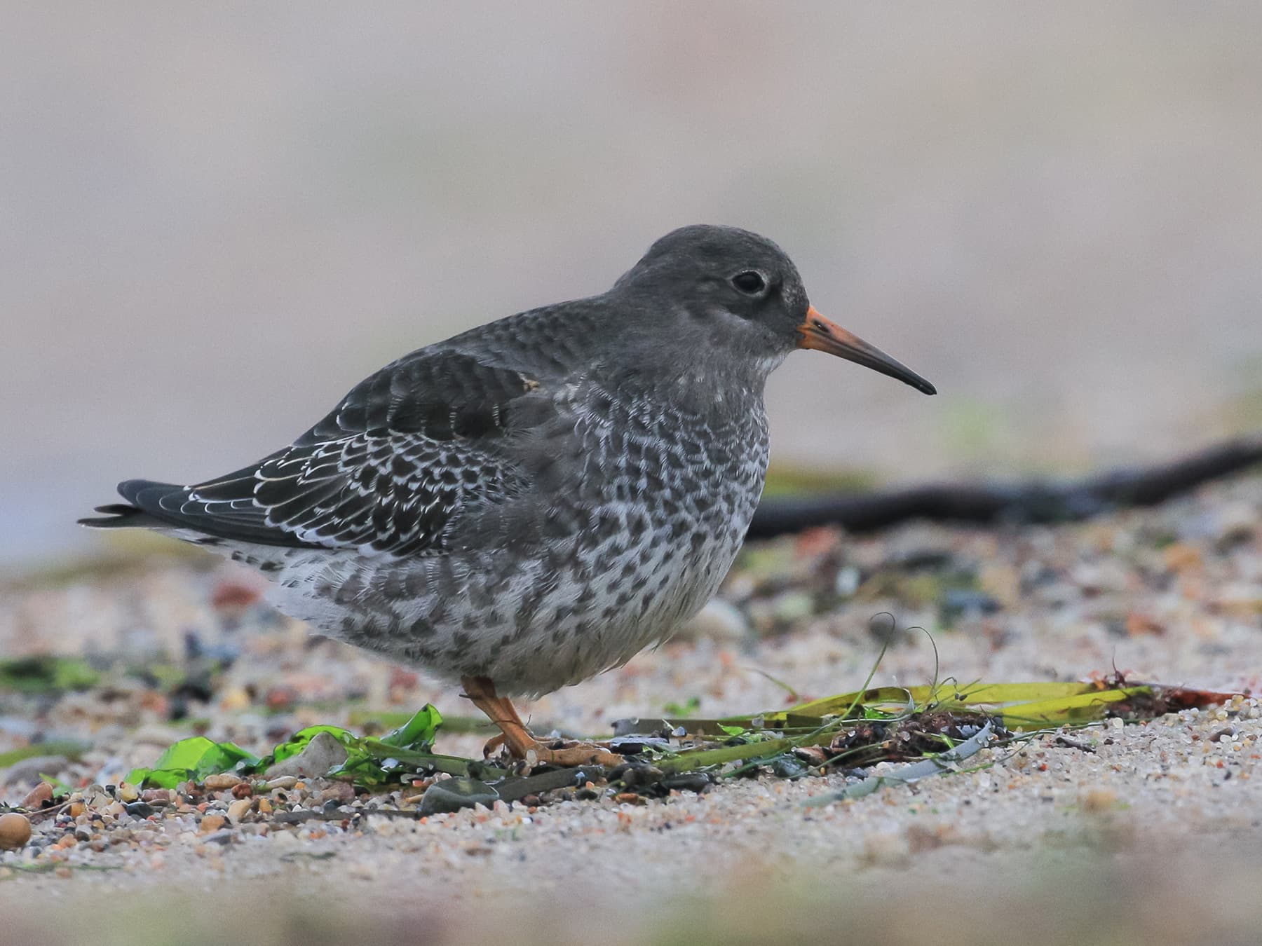 Young Purple Sandpiper foraging