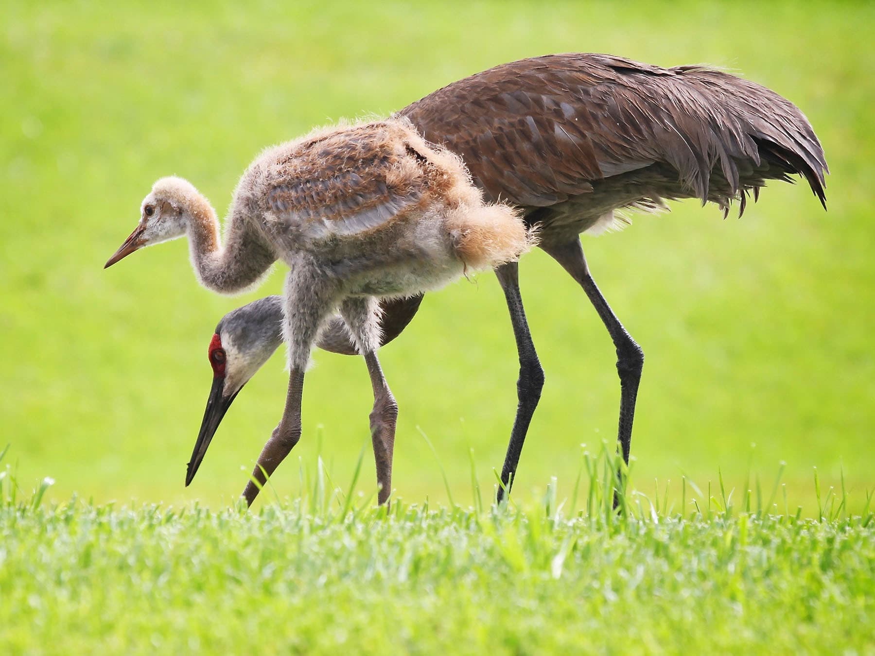 Young sandhill crane