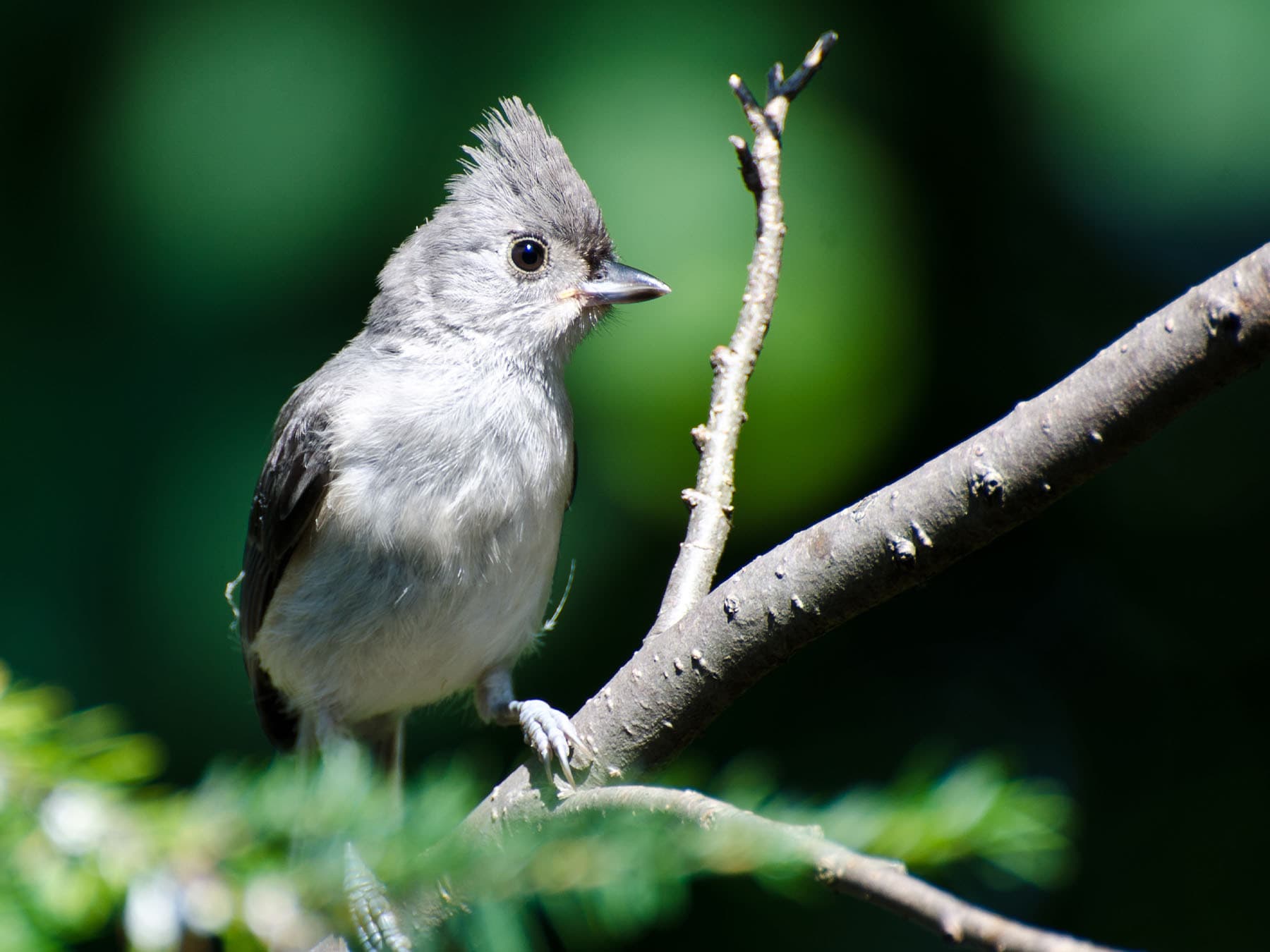 Young tufted Titmouse