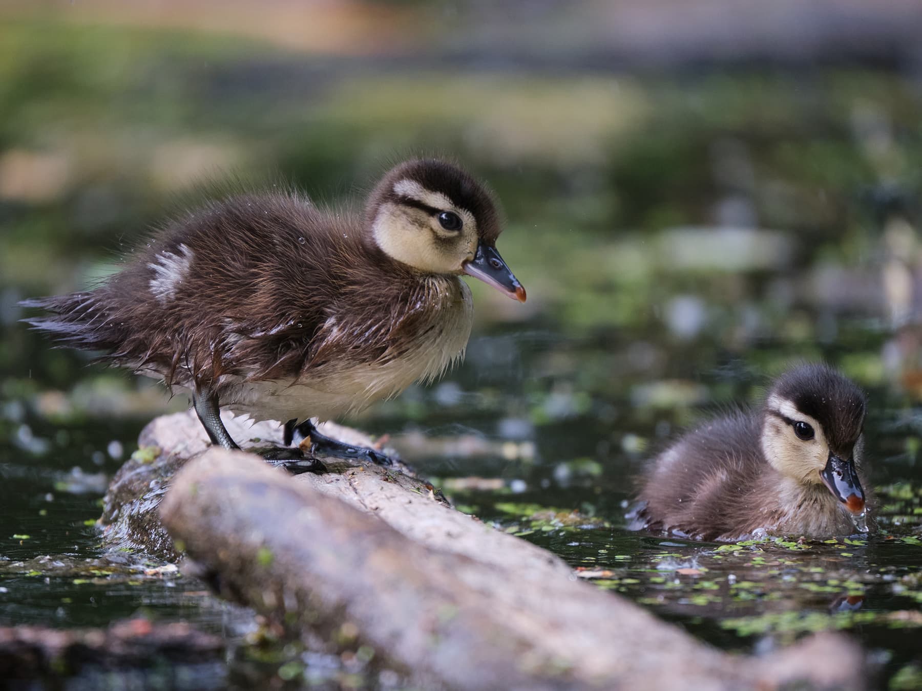 Young wood ducks