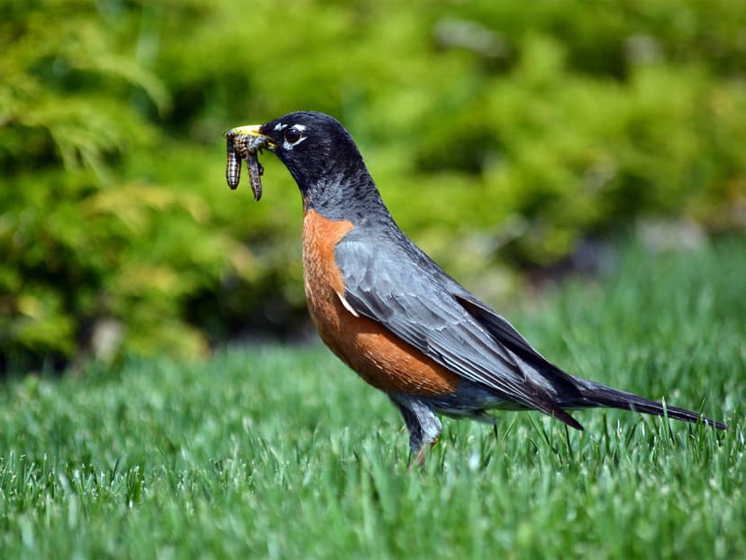 diets across species | Birdfact