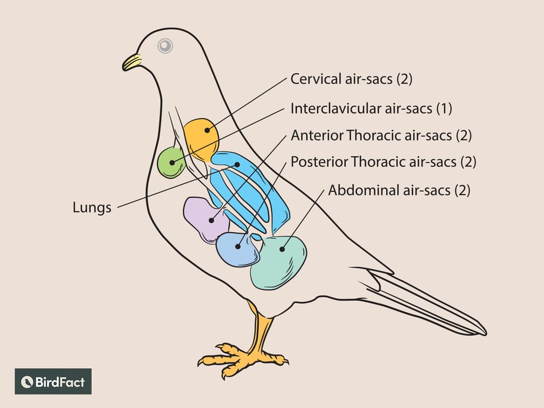 Spo2 Birds How Do Birds Breathe? (Everything Explained) | Birdfact