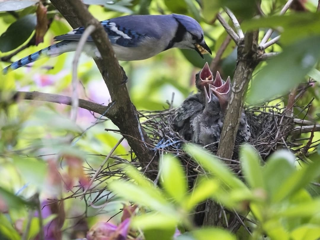 Blue Jay Nesting Behavior Location Eggs Birdfact blue-jay-nesting-behavior-location-eggs-birdfact