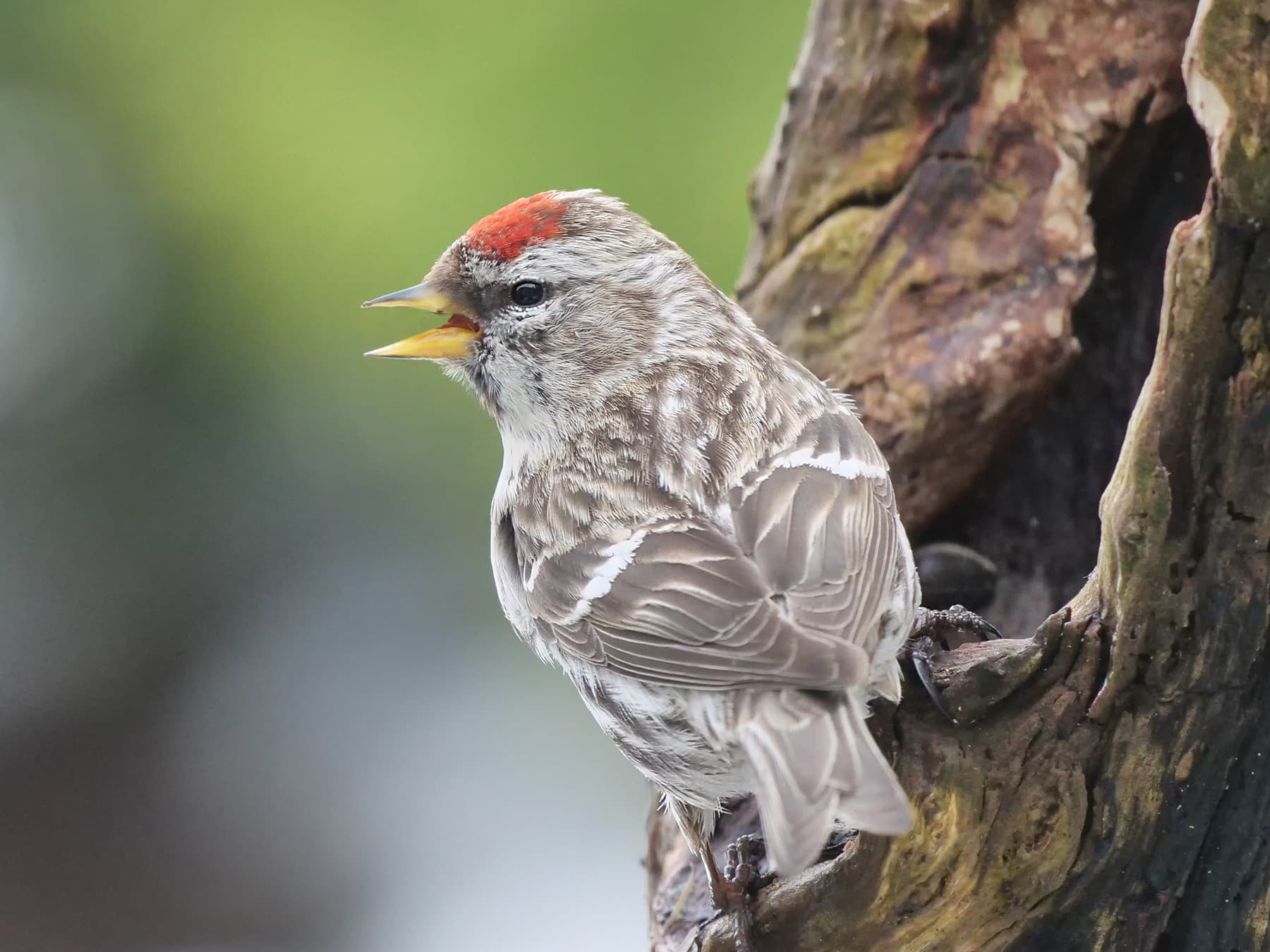 Redpol Common Redpoll | Birdfact