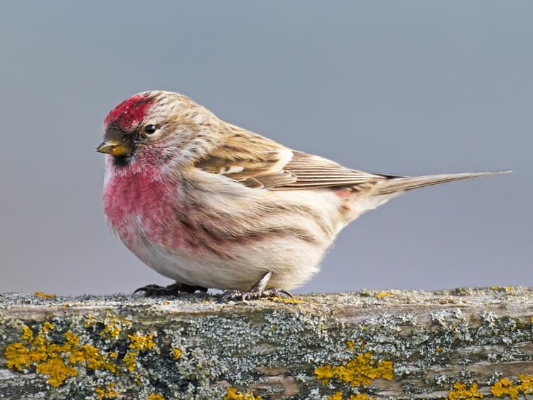 Redpol Common Redpoll | Birdfact