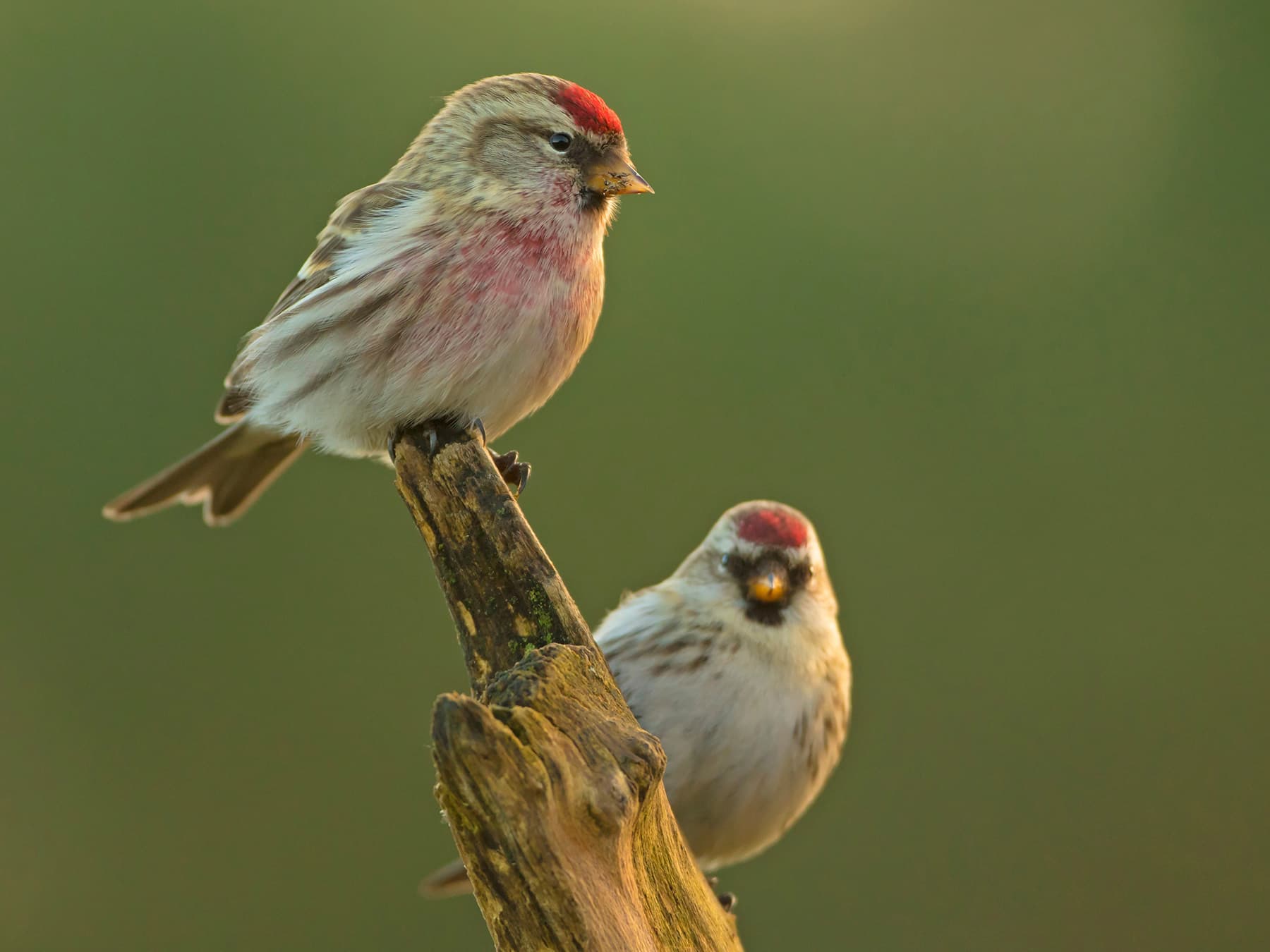 Redpool Common Redpoll | Birdfact
