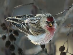 Redpol Common Redpoll | Birdfact