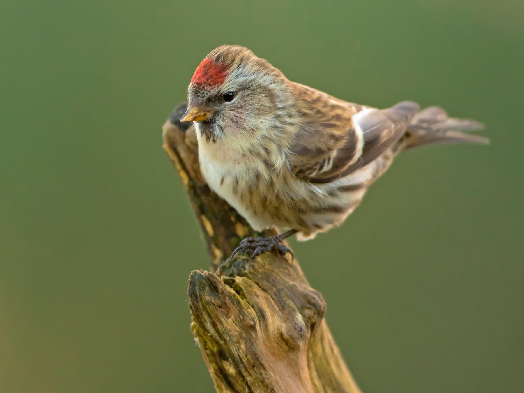 Redpol Common Redpoll | Birdfact